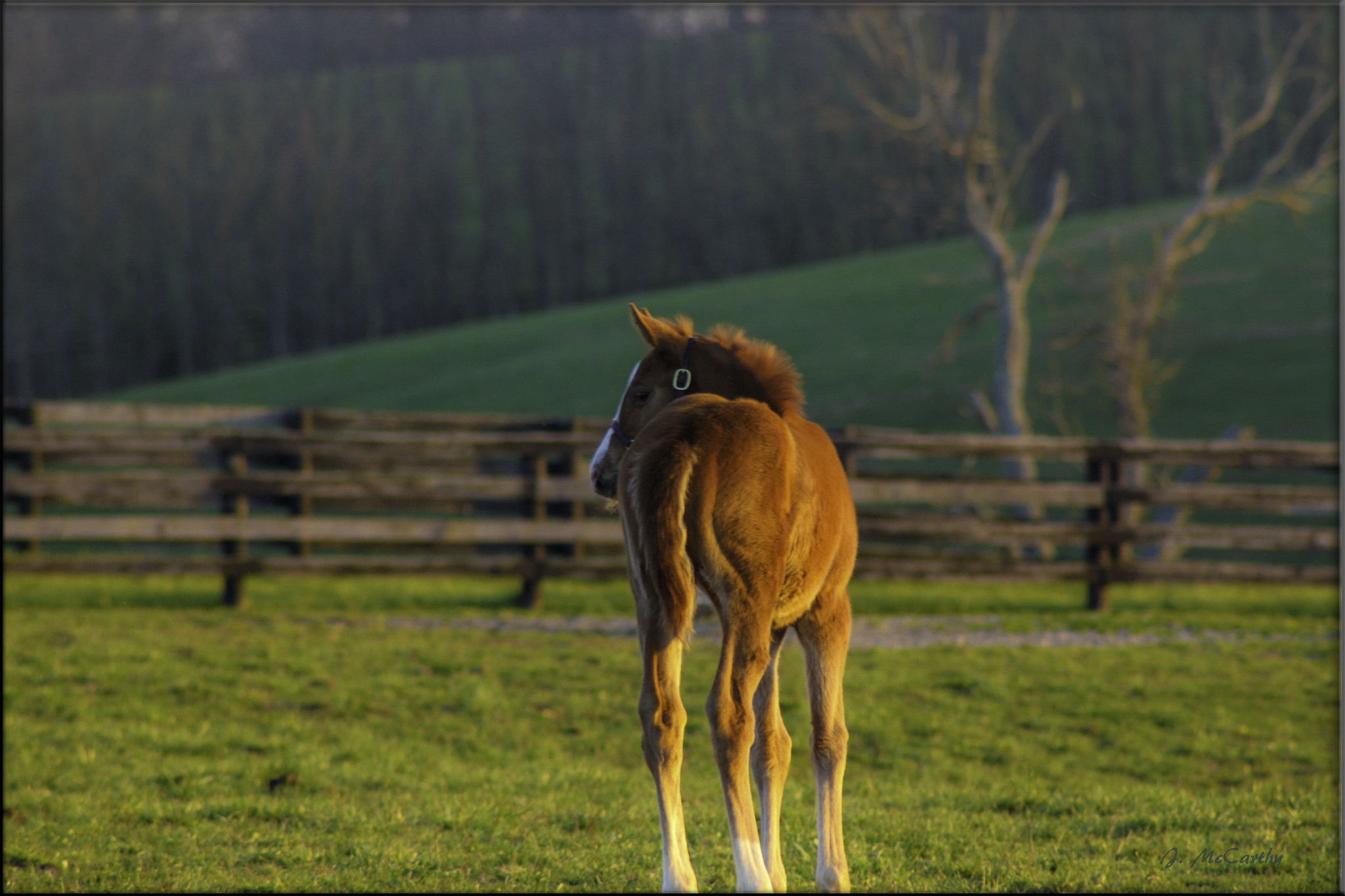 Canon EF 75-300mm f/4-5.6 USM sample photo. Kentucky foal photography