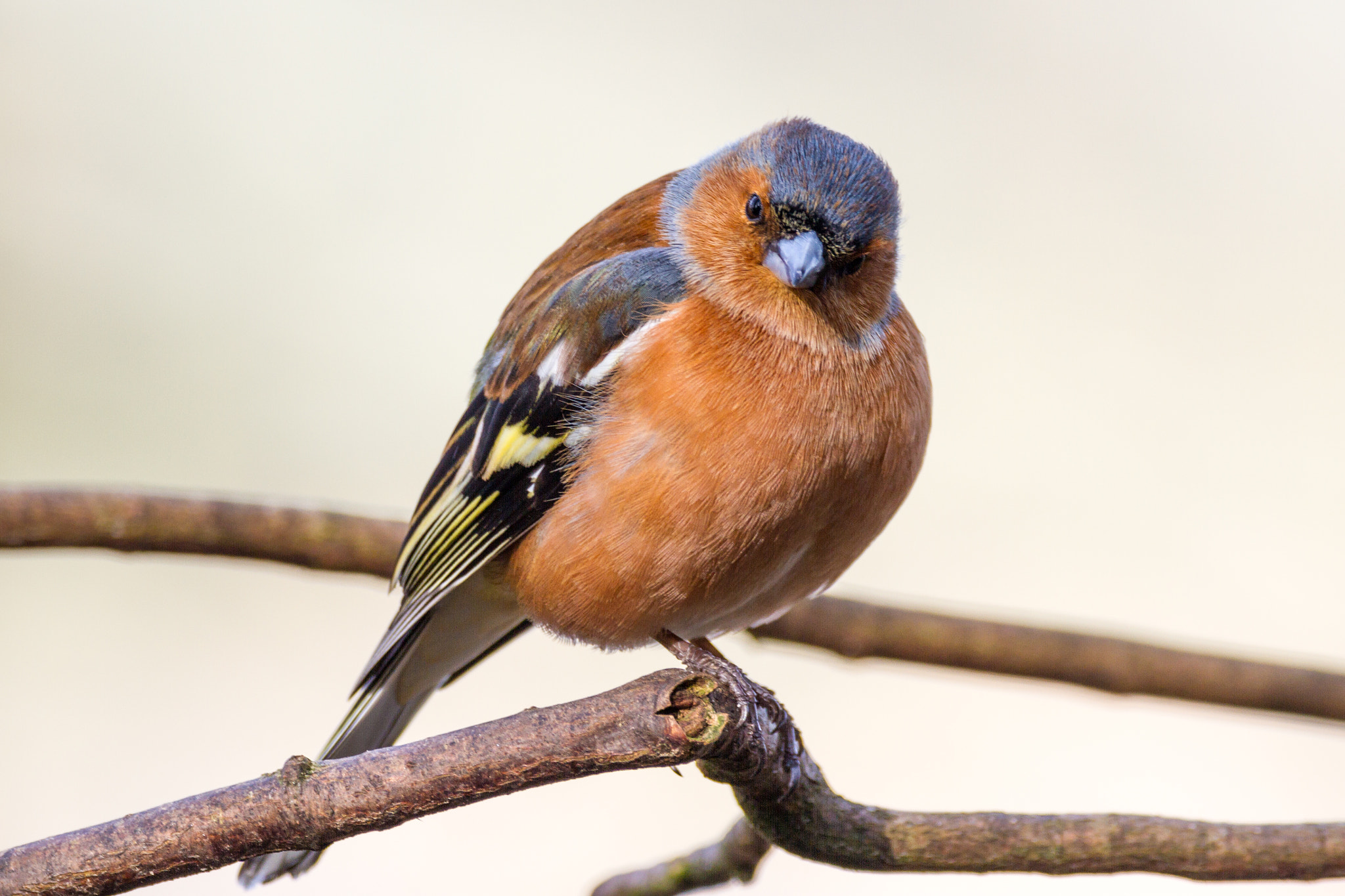 Sigma 150-600mm F5-6.3 DG OS HSM | C sample photo. Chaffinch with evil intent photography