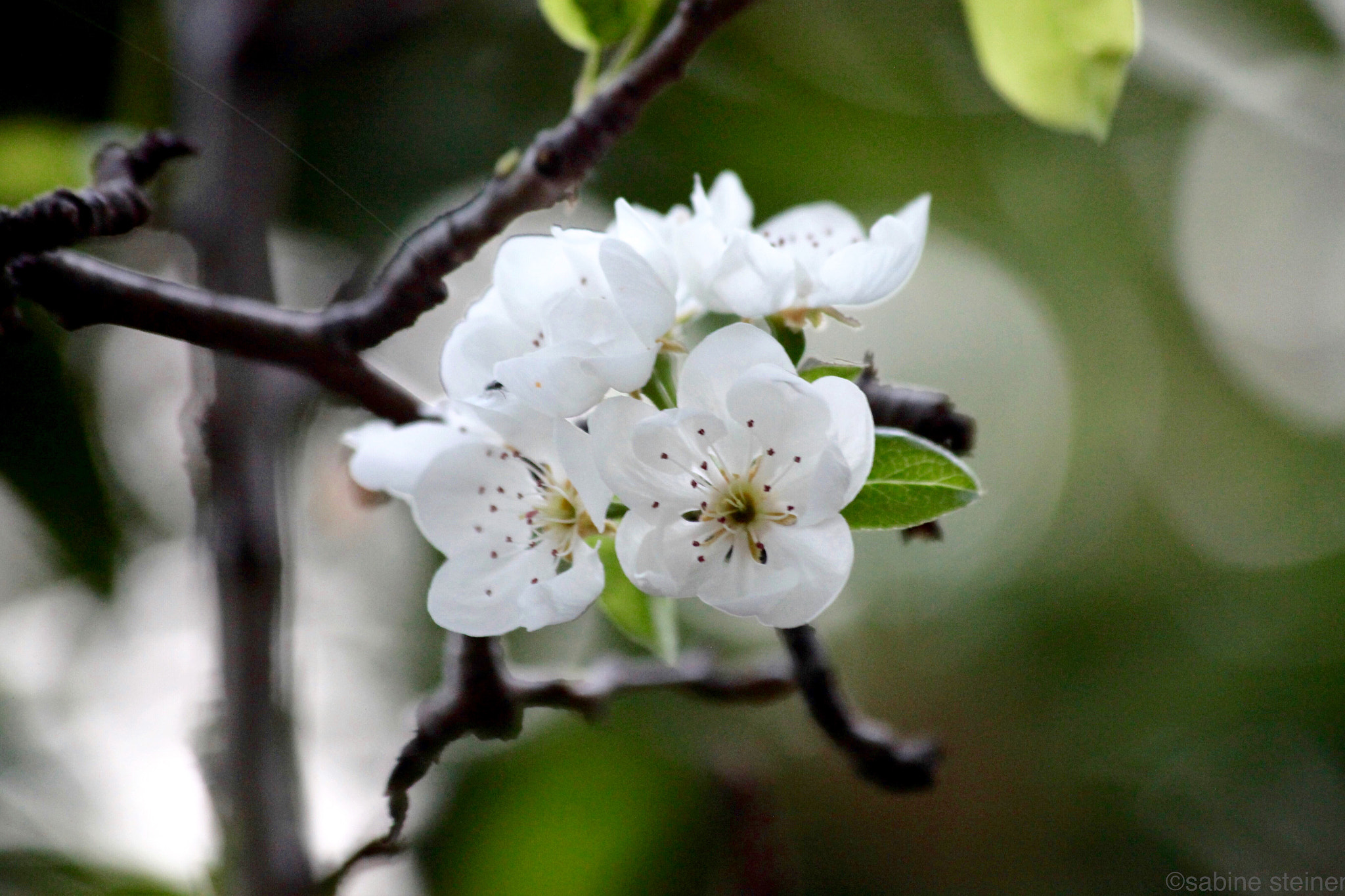 Canon EF 70-300mm F4-5.6 IS USM sample photo. Pear flower photography