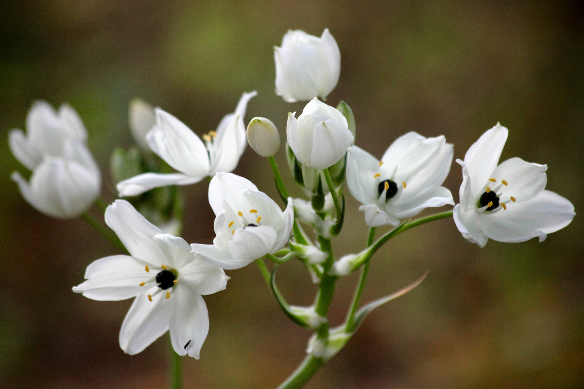 Canon EF 70-300mm F4-5.6 IS USM sample photo. White flower photography