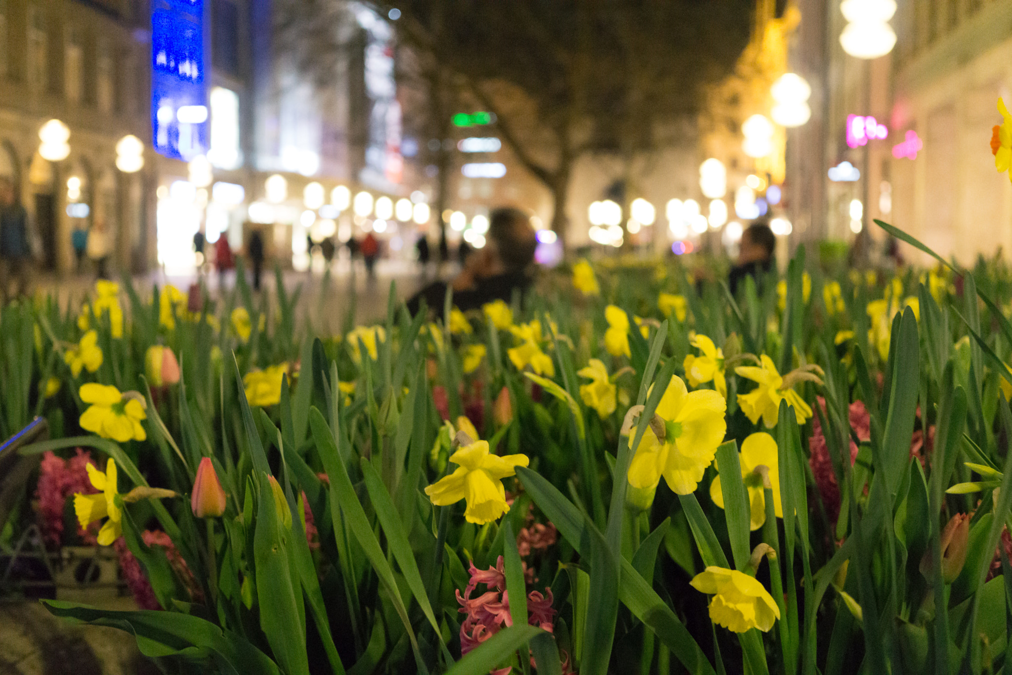 Sony a5100 + Sigma 30mm F2.8 EX DN sample photo. Flowers in the city photography