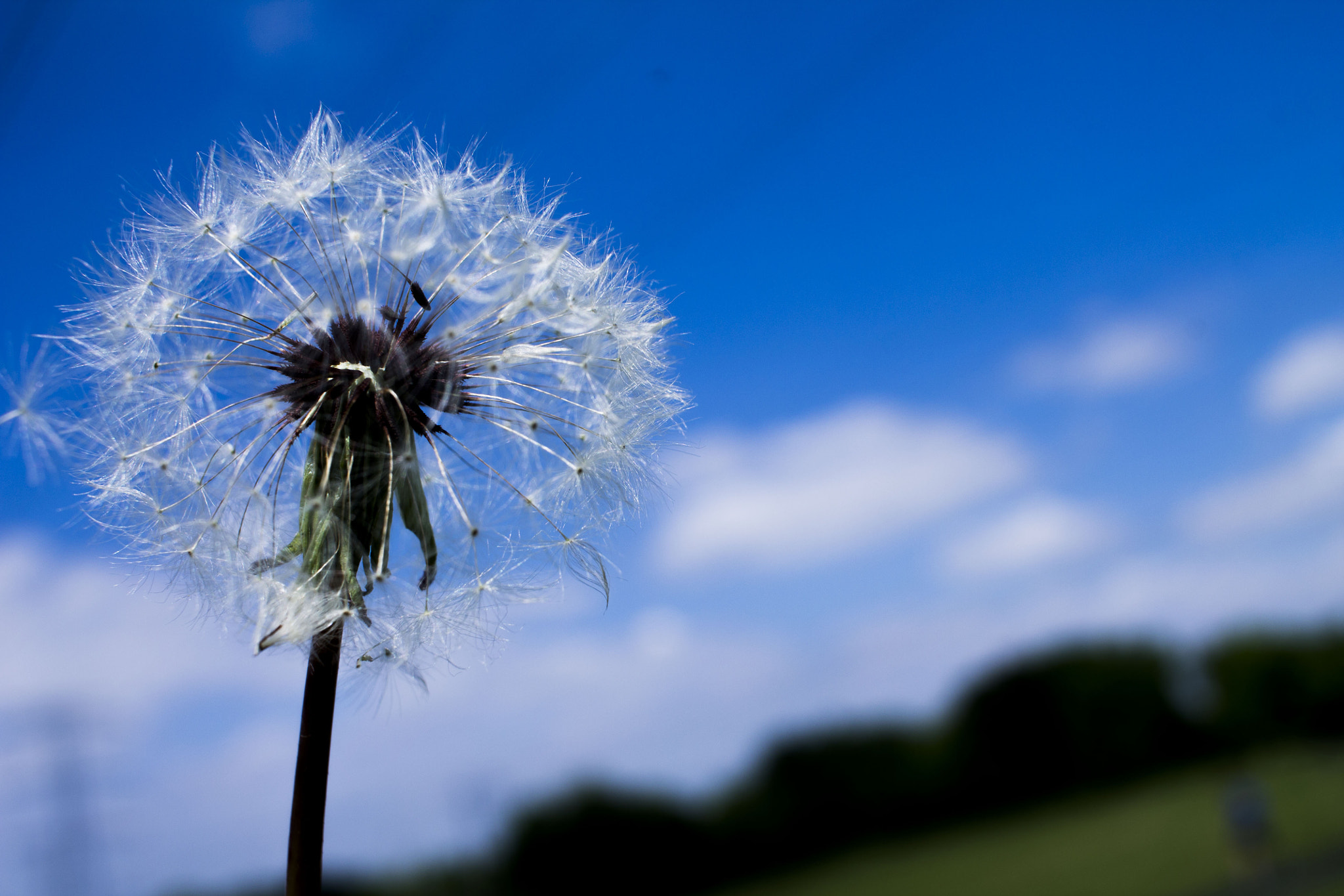 Canon EF-S 24mm F2.8 STM sample photo. Blossom. photography