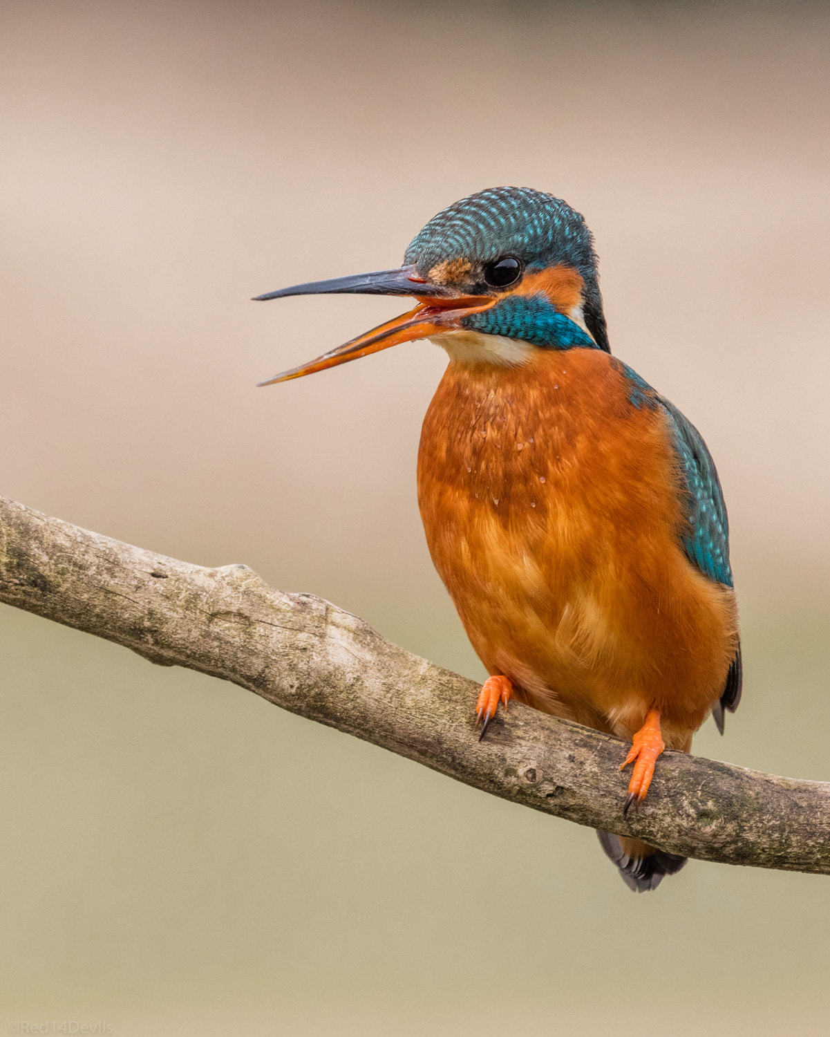 Canon EF 100-400mm F4.5-5.6L IS II USM sample photo. Angry fisher photography