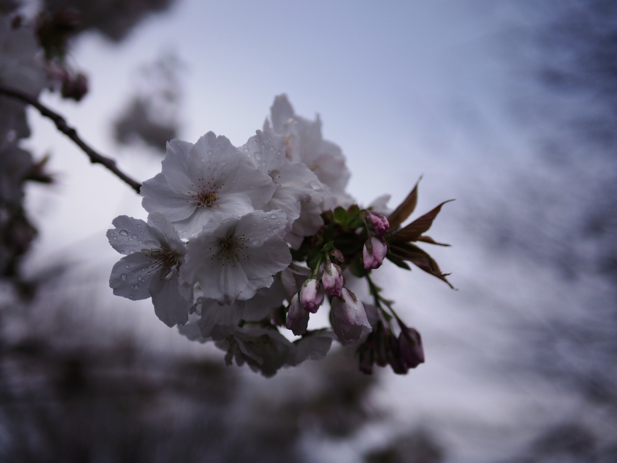 Olympus OM-D E-M10 + Panasonic Leica DG Summilux 25mm F1.4 II ASPH sample photo. Rainy day photography