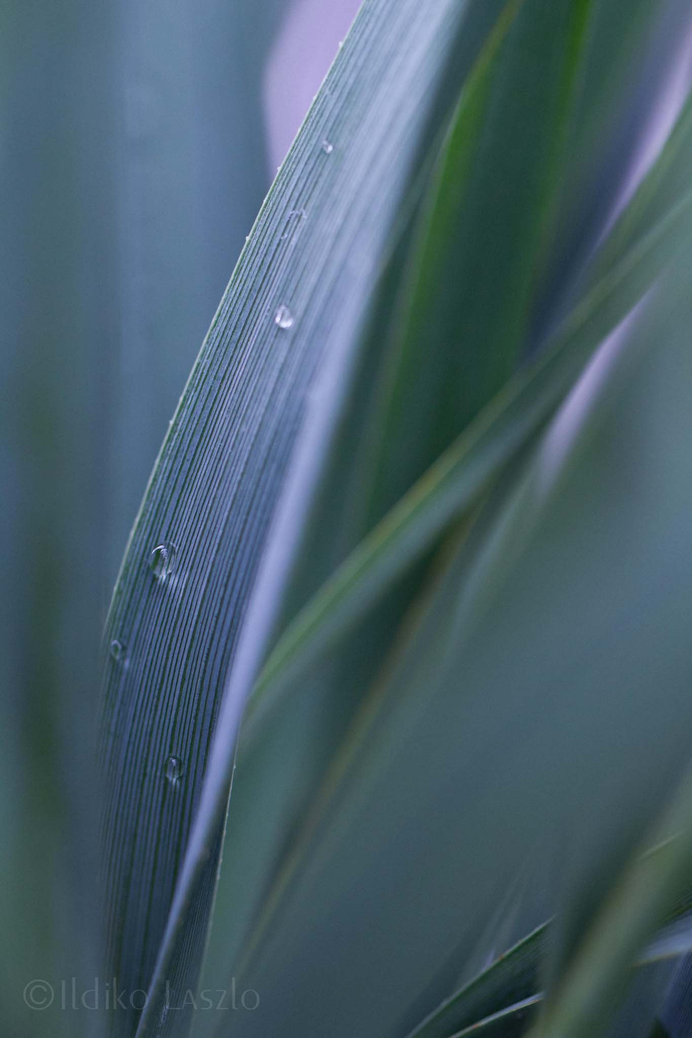 Canon EF 100mm F2.8L Macro IS USM sample photo. Contemplative photography