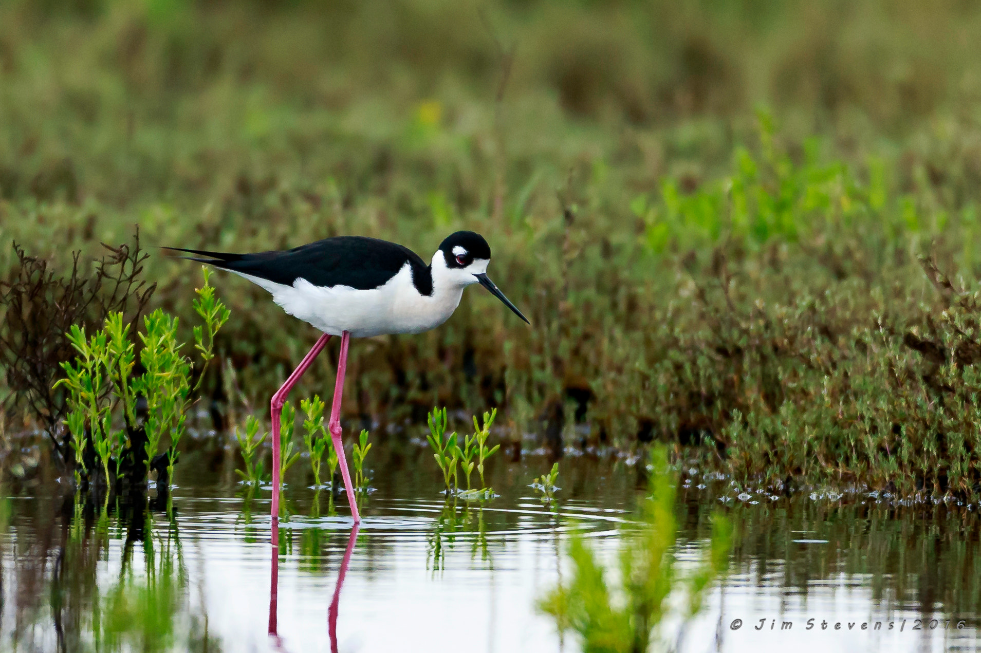 Canon EOS-1D X + Canon EF 600mm f/4L IS sample photo. Black necked stilt ad7w2203 photography