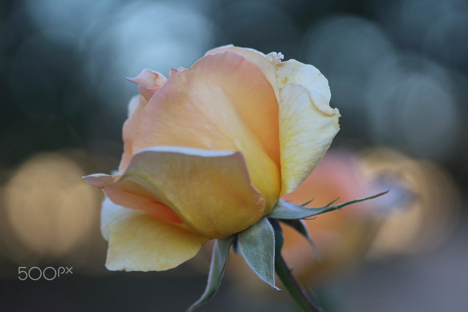 Canon EOS 1200D (EOS Rebel T5 / EOS Kiss X70 / EOS Hi) + Sigma 105mm F2.8 EX DG Macro sample photo. Evening rose photography