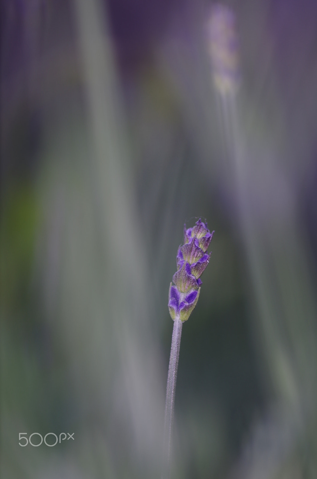 Pentax smc D-FA 100mm F2.8 macro sample photo. Lavender flower into a bokeh photography