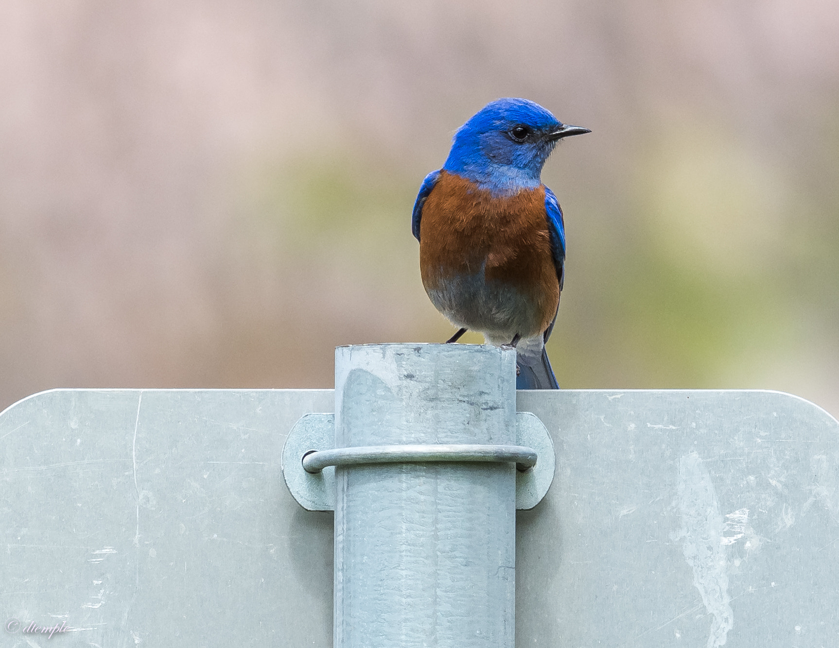 Nikon AF-S Nikkor 300mm F2.8G ED VR II sample photo. Dsc_9828.jpg photography