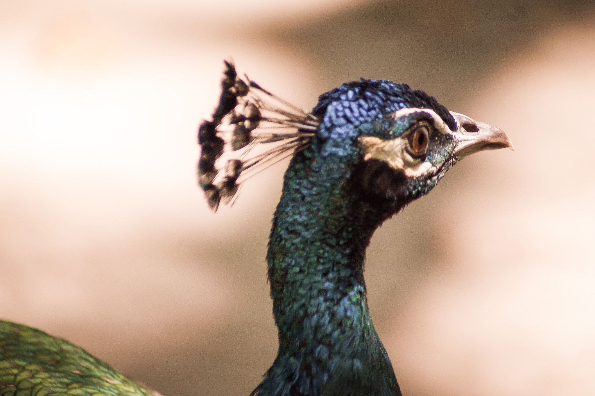 Nikon D70s sample photo. Pavo real (peacock) photography