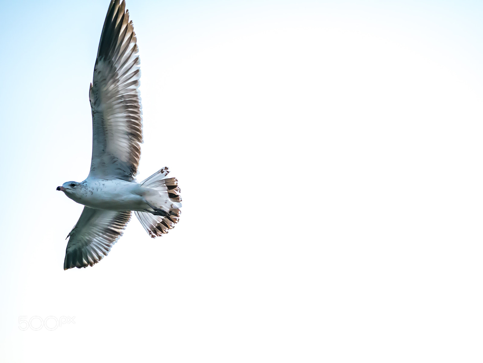 Panasonic Lumix DMC-G7 + Sigma 60mm F2.8 DN Art sample photo. Flying to nyc photography