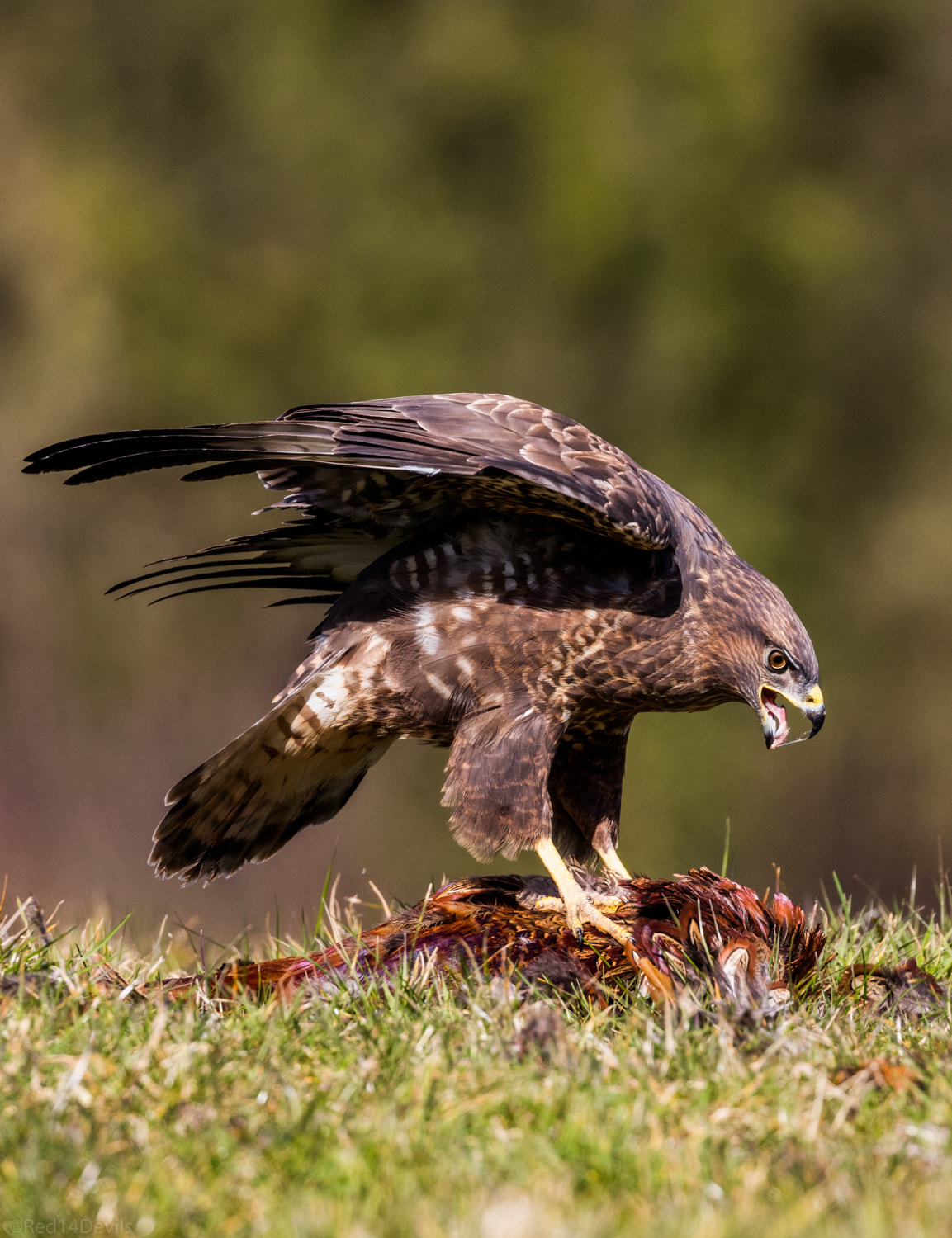 Canon EF 100-400mm F4.5-5.6L IS II USM sample photo. Common buzzard photography
