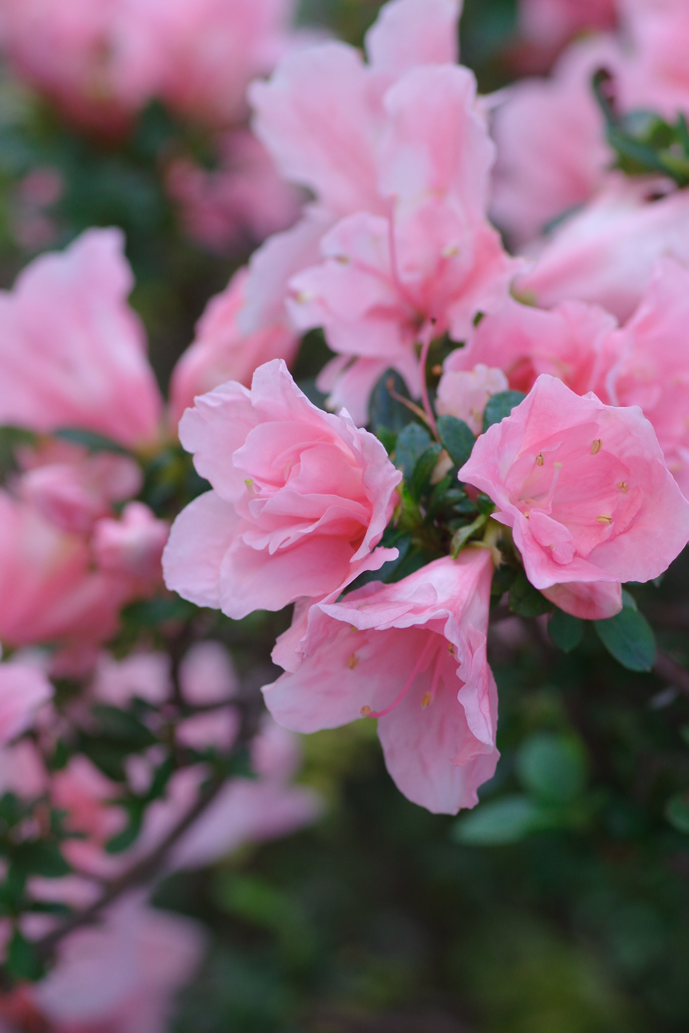 Pentax K-3 + Pentax smc D-FA 100mm F2.8 Macro WR sample photo