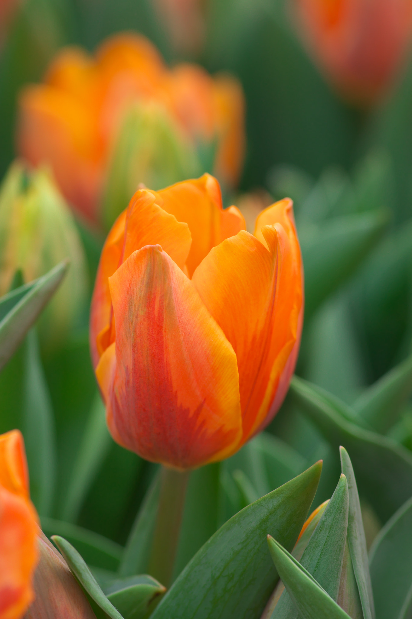 Pentax K-3 + Pentax smc D-FA 100mm F2.8 Macro WR sample photo