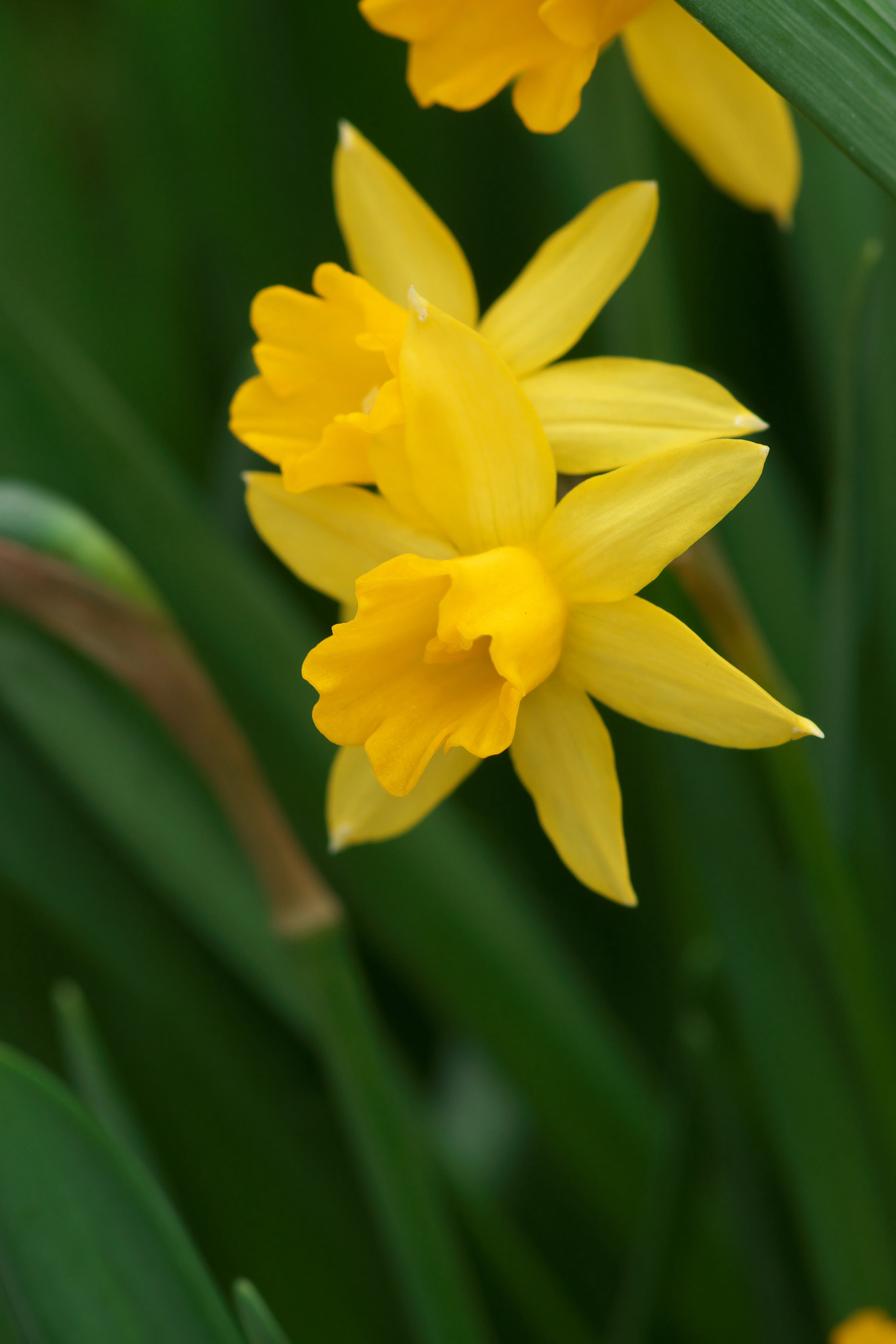 Pentax K-3 + Pentax smc D-FA 100mm F2.8 Macro WR sample photo