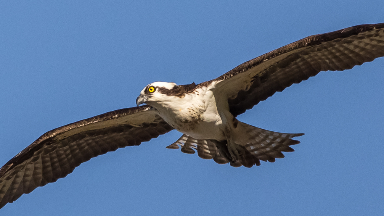 Canon EOS 6D + Canon EF 400mm F5.6L USM sample photo. Osprey photography
