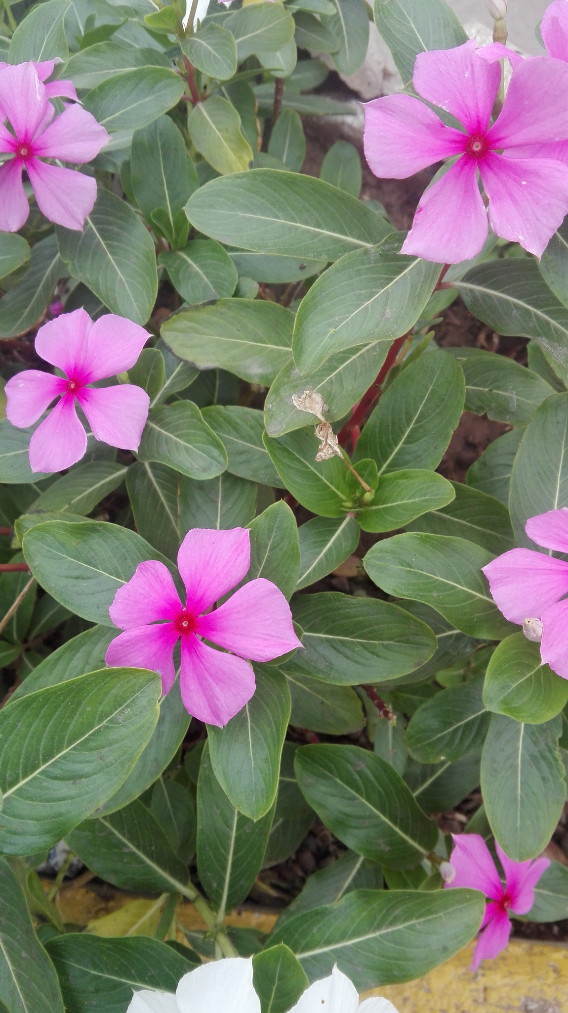 HUAWEI Che2-L11 sample photo