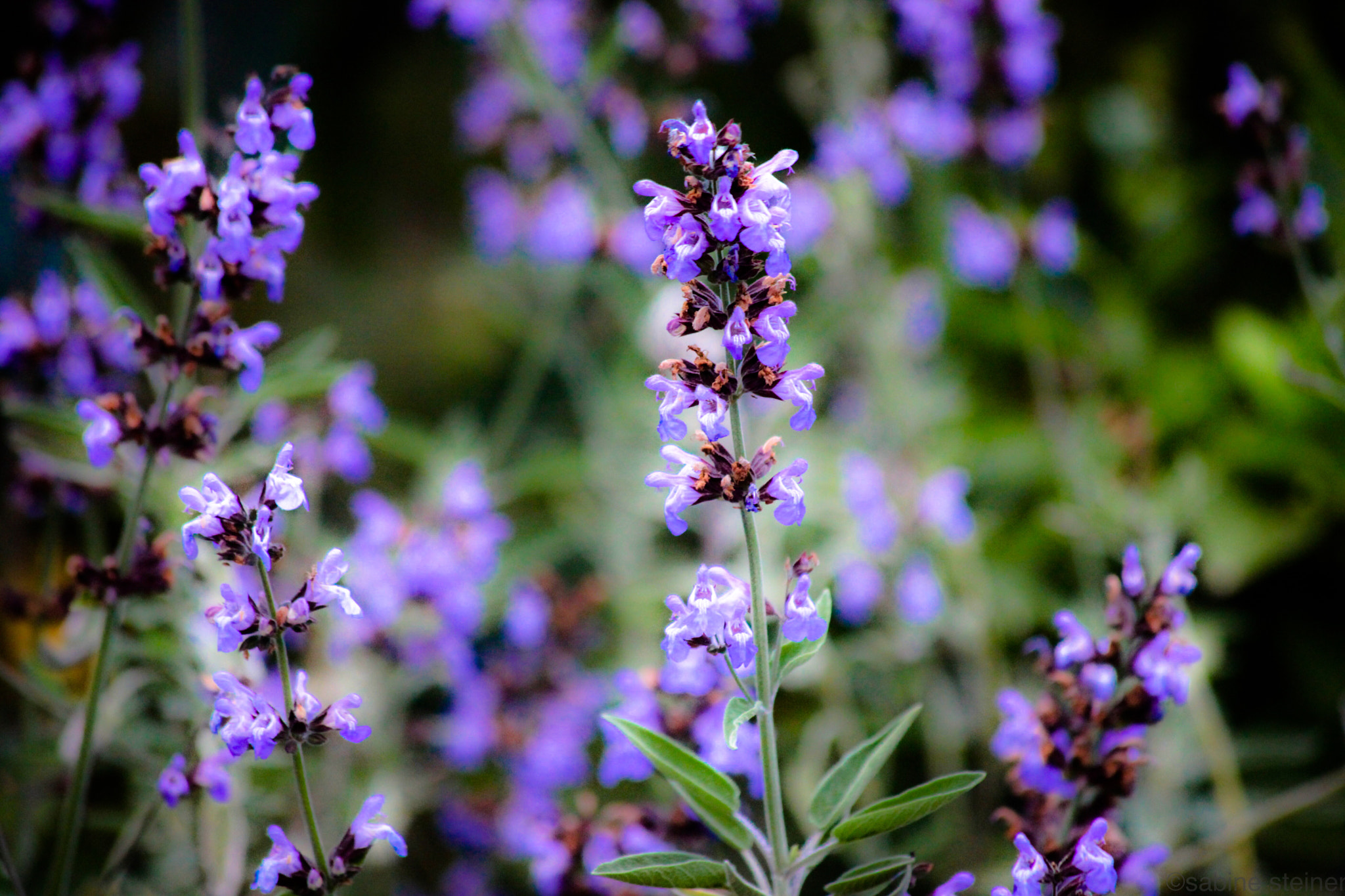 Canon EF 70-300mm F4-5.6 IS USM sample photo. Sage in bloom photography
