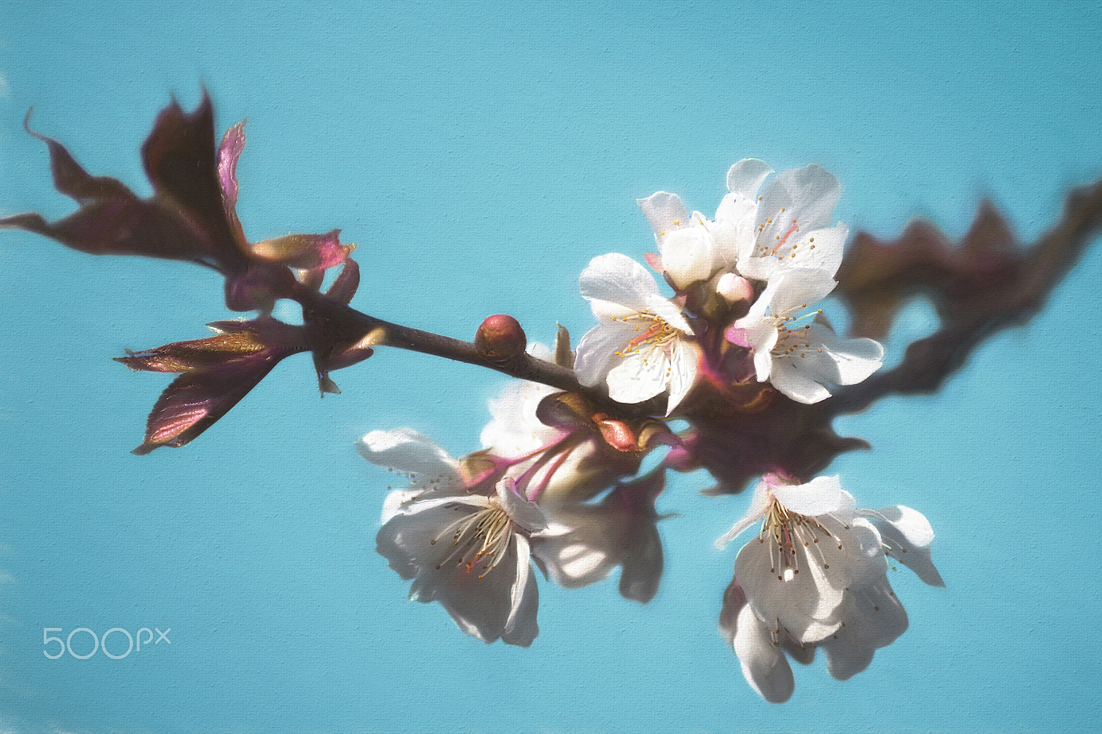 Canon EOS 60D + Canon EF 80-200mm f/2.8L sample photo. Blossom photography