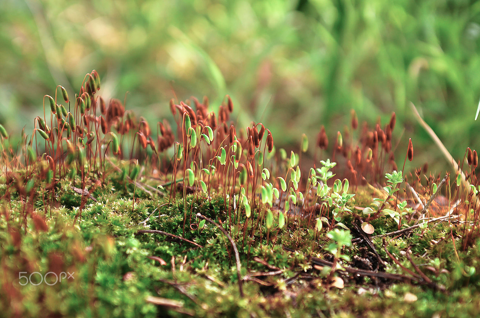 AF Zoom-Nikkor 28-85mm f/3.5-4.5 sample photo. Moss photography