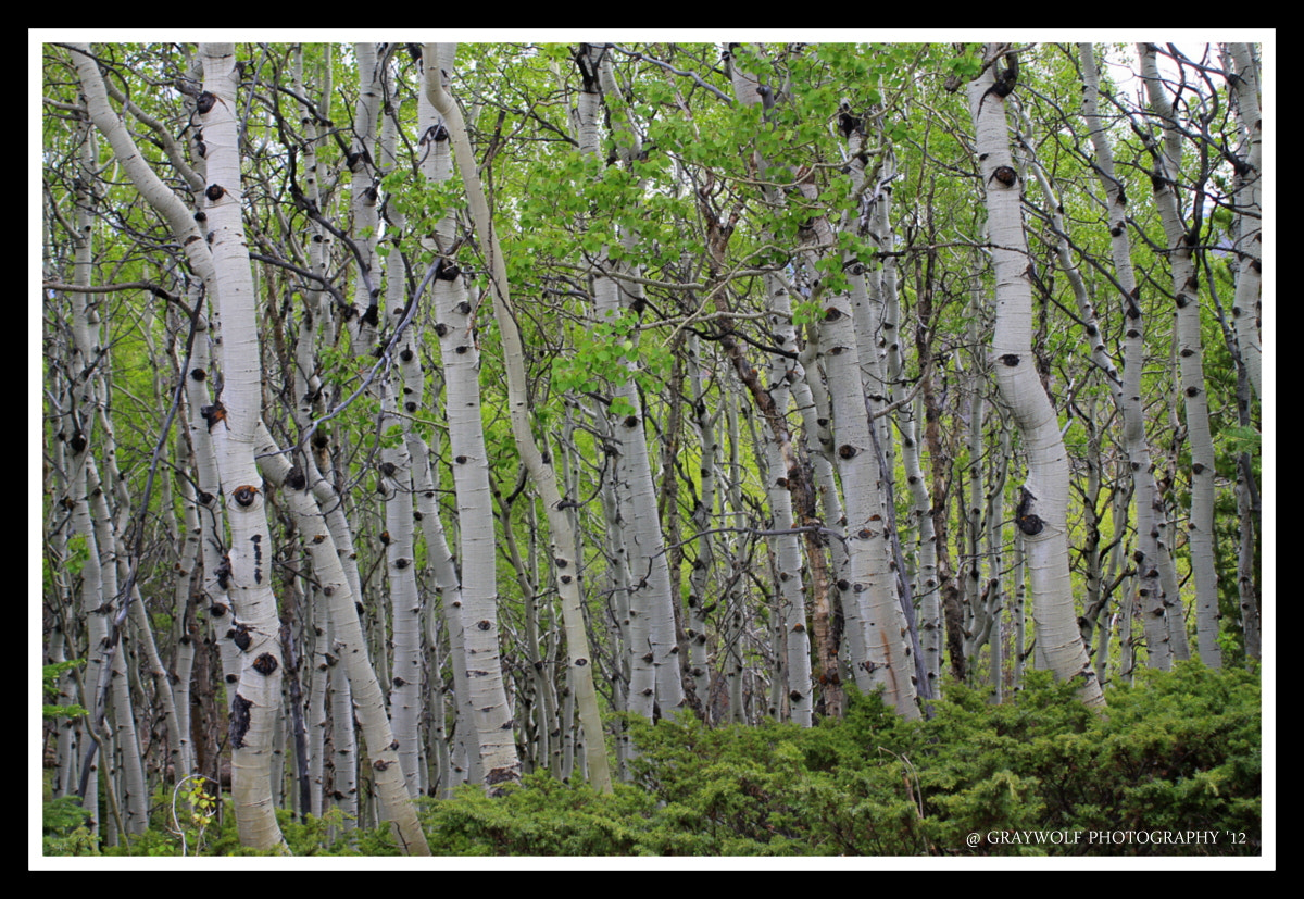 Canon EF 35-80mm f/4-5.6 sample photo. Aspen grove photography