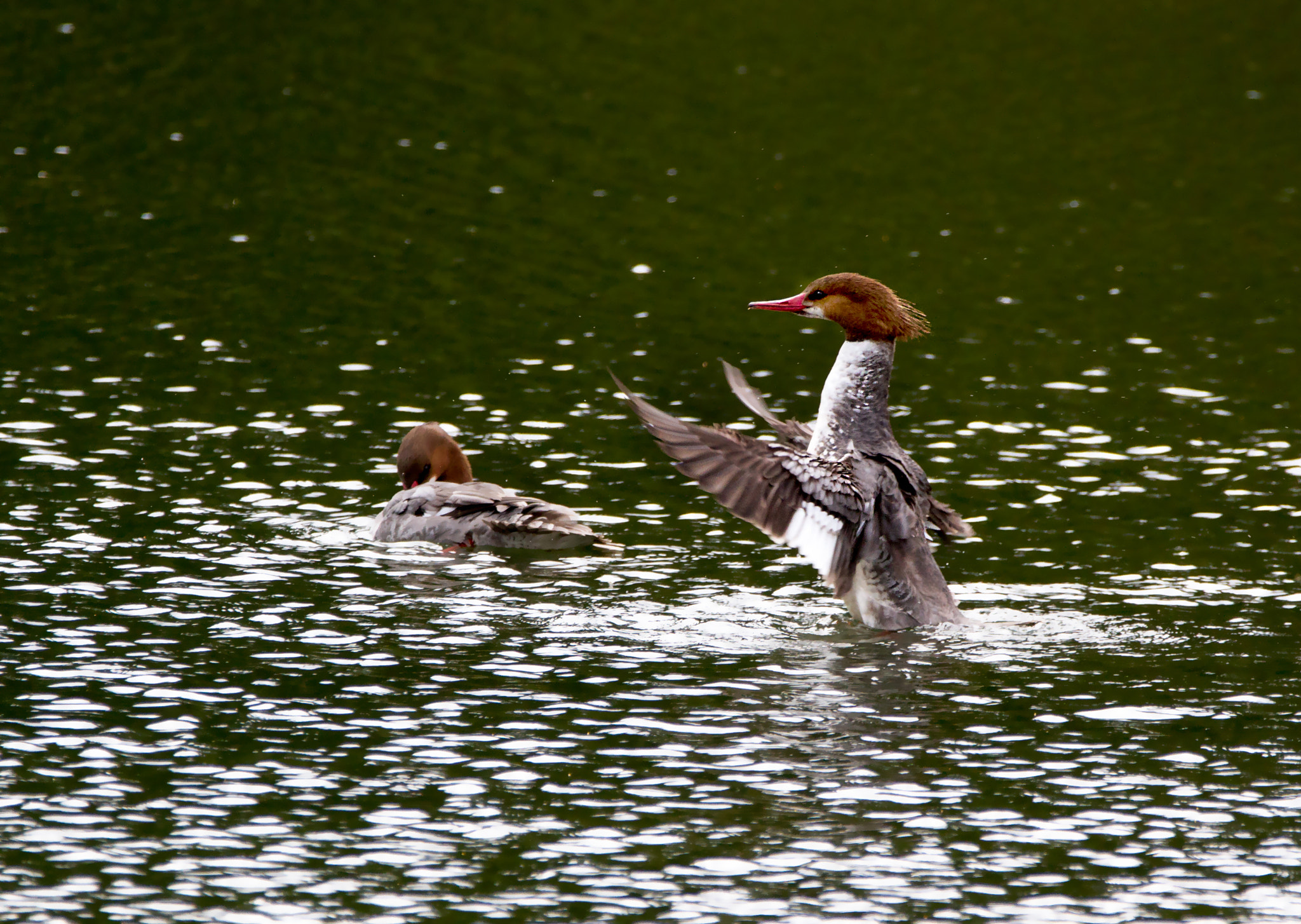 Sigma 150-600mm F5-6.3 DG OS HSM | C sample photo. Common merganser photography