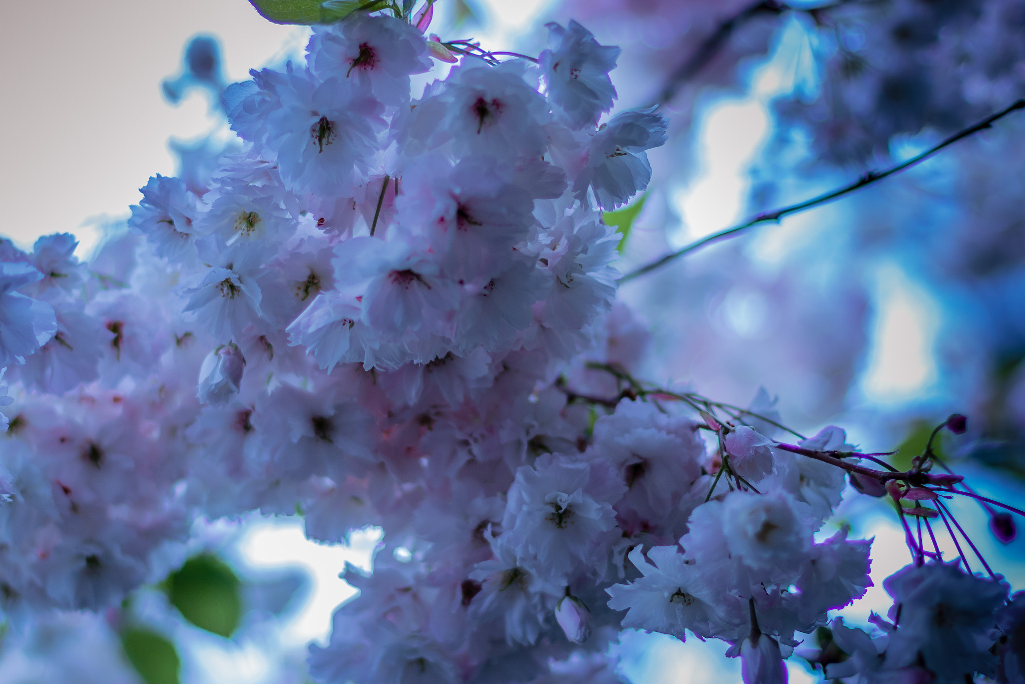 Canon EOS 760D (EOS Rebel T6s / EOS 8000D) + Canon EF 50mm F1.4 USM sample photo. Cherry tree photography