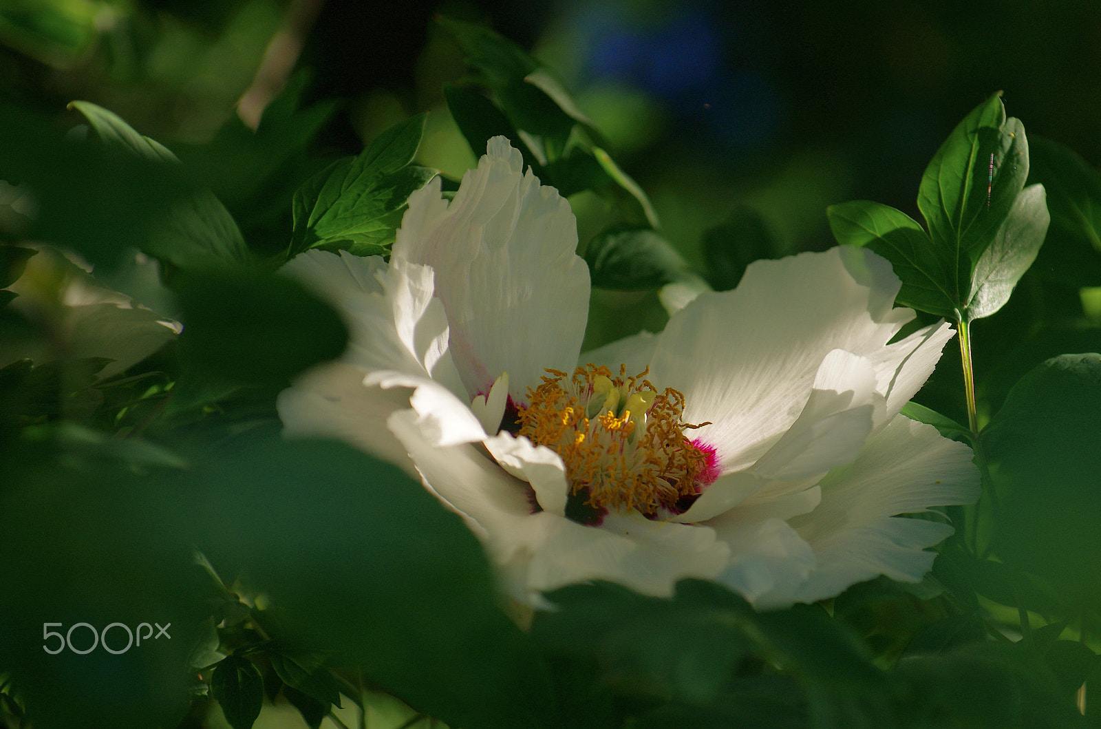 Pentax K-5 IIs sample photo. White peony 6815 photography