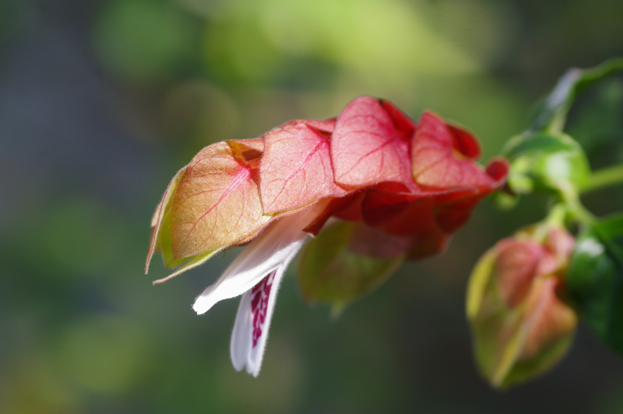 Pentax K-3 + Pentax smc D-FA 100mm F2.8 Macro WR sample photo