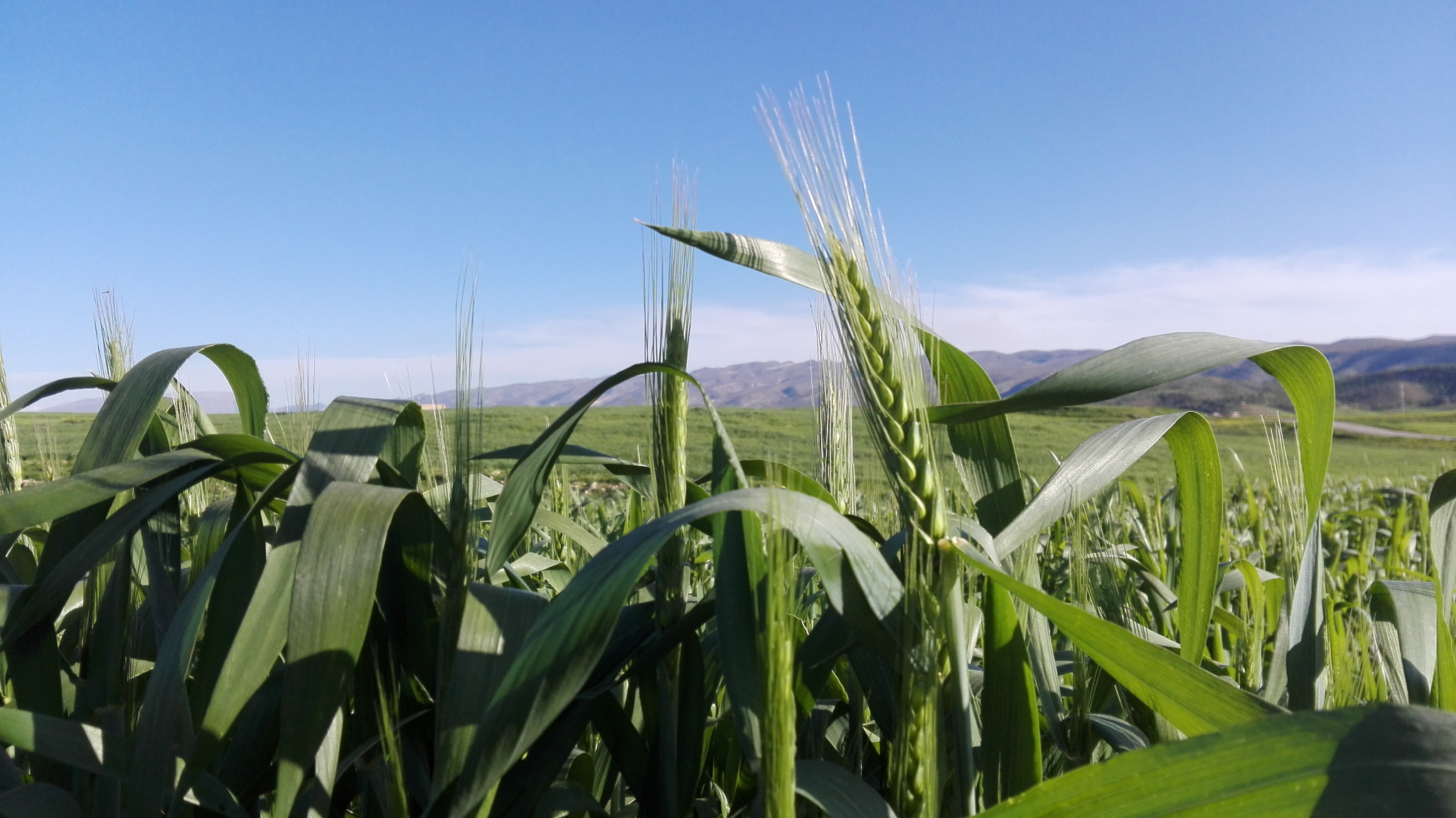 HUAWEI Che2-L11 sample photo