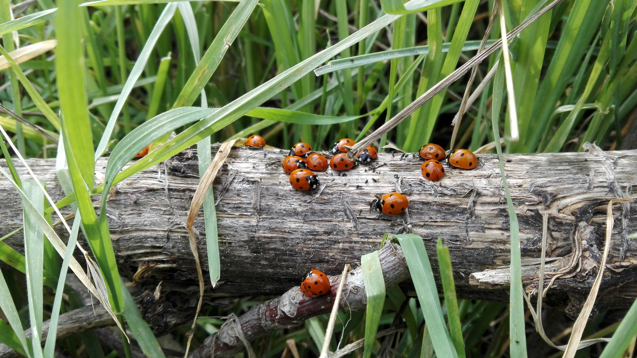 HUAWEI Che2-L11 sample photo