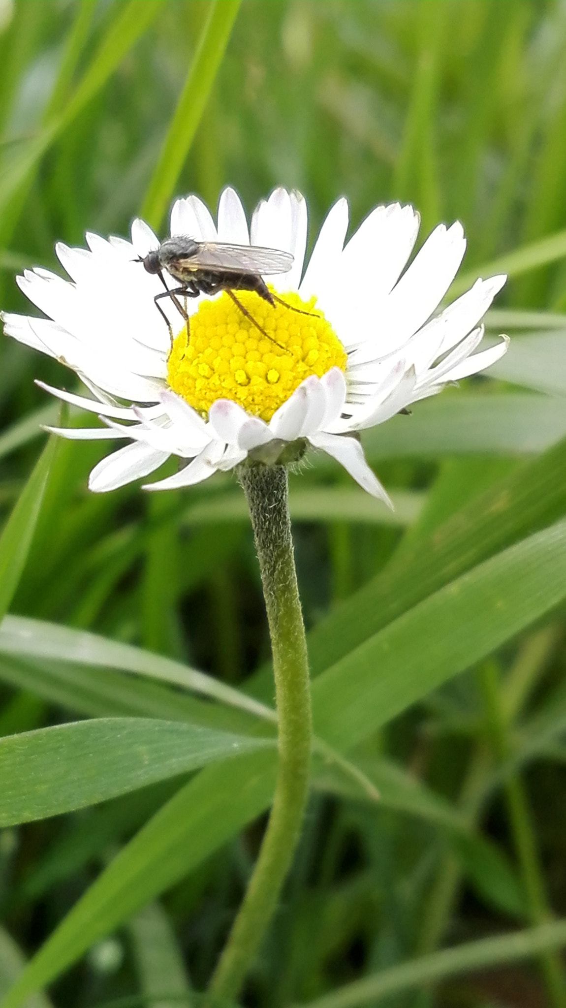 HUAWEI Che2-L11 sample photo. Taken by mobile photography