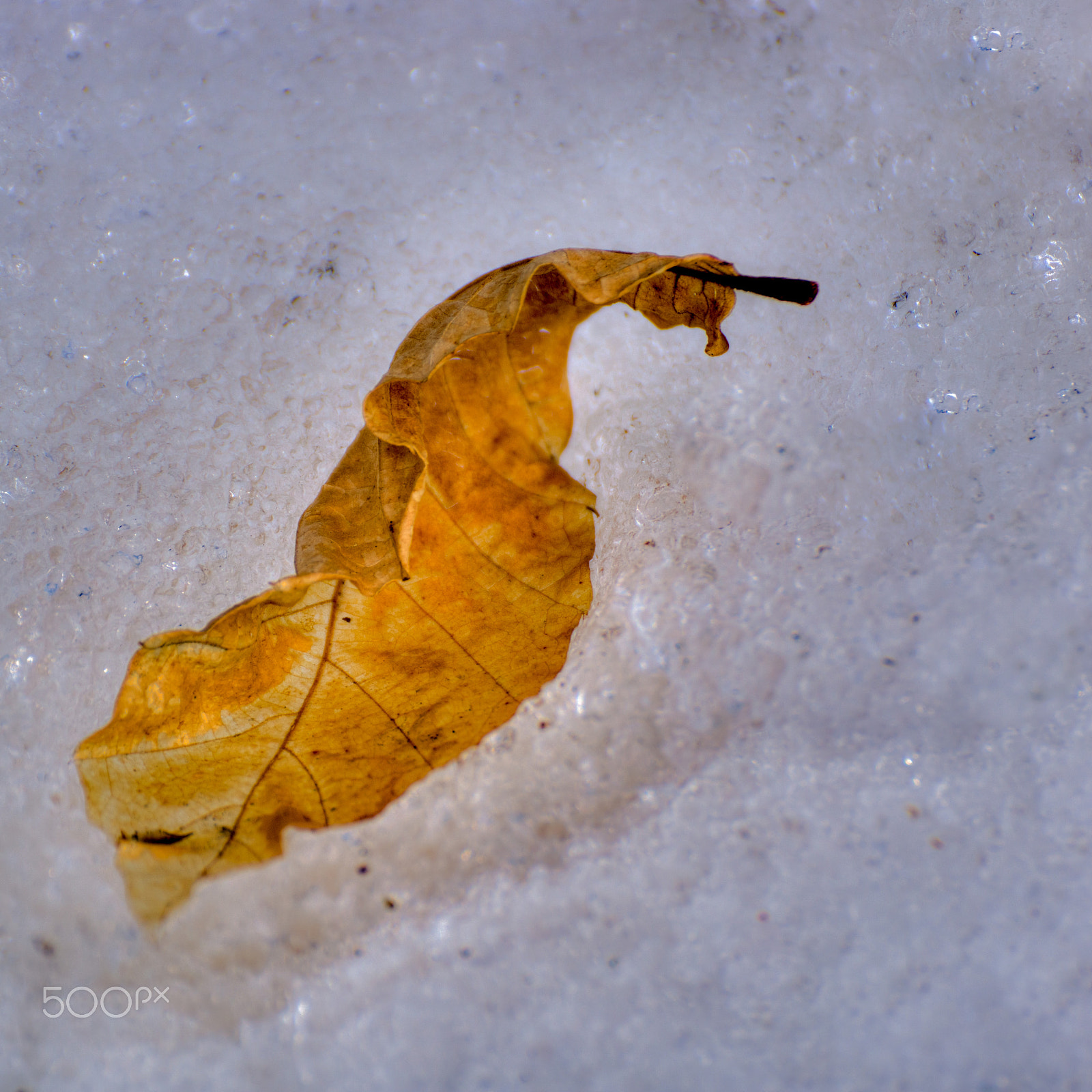 Tamron SP 70-300mm F4-5.6 Di USD sample photo. Snow cradle photography