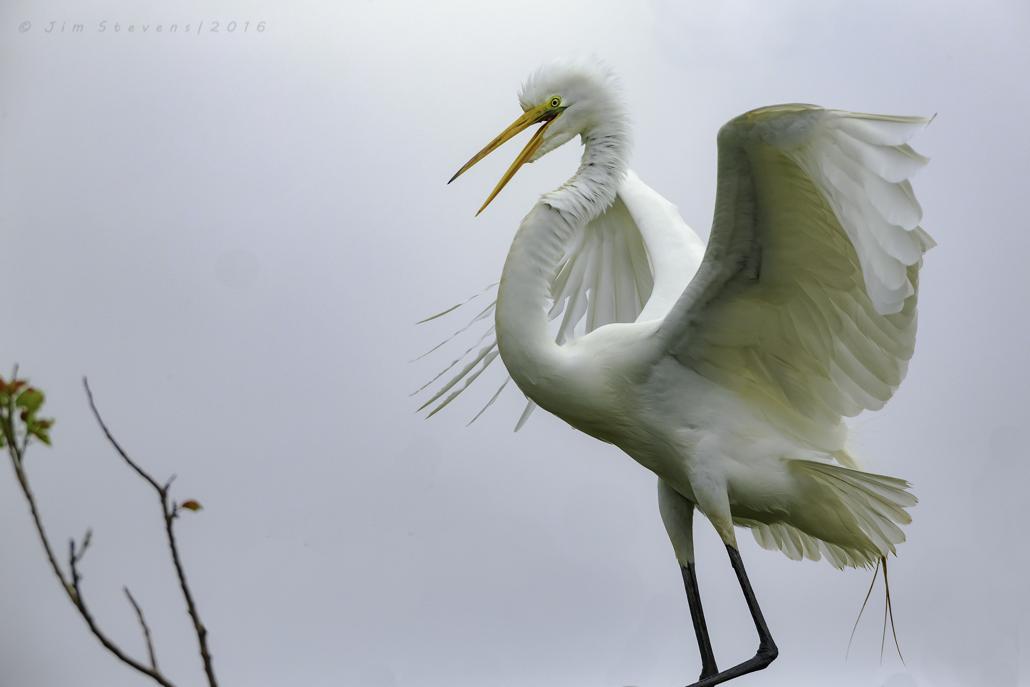 Canon EF 600mm F4L IS USM sample photo. Final approach photography