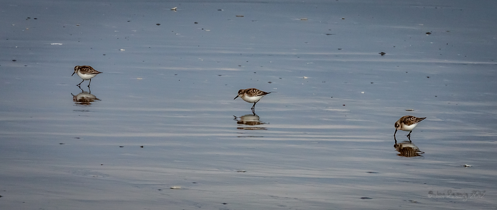 Canon EOS 50D + Canon EF 70-200mm F2.8L USM sample photo. Sandpipers diagnol comp photography
