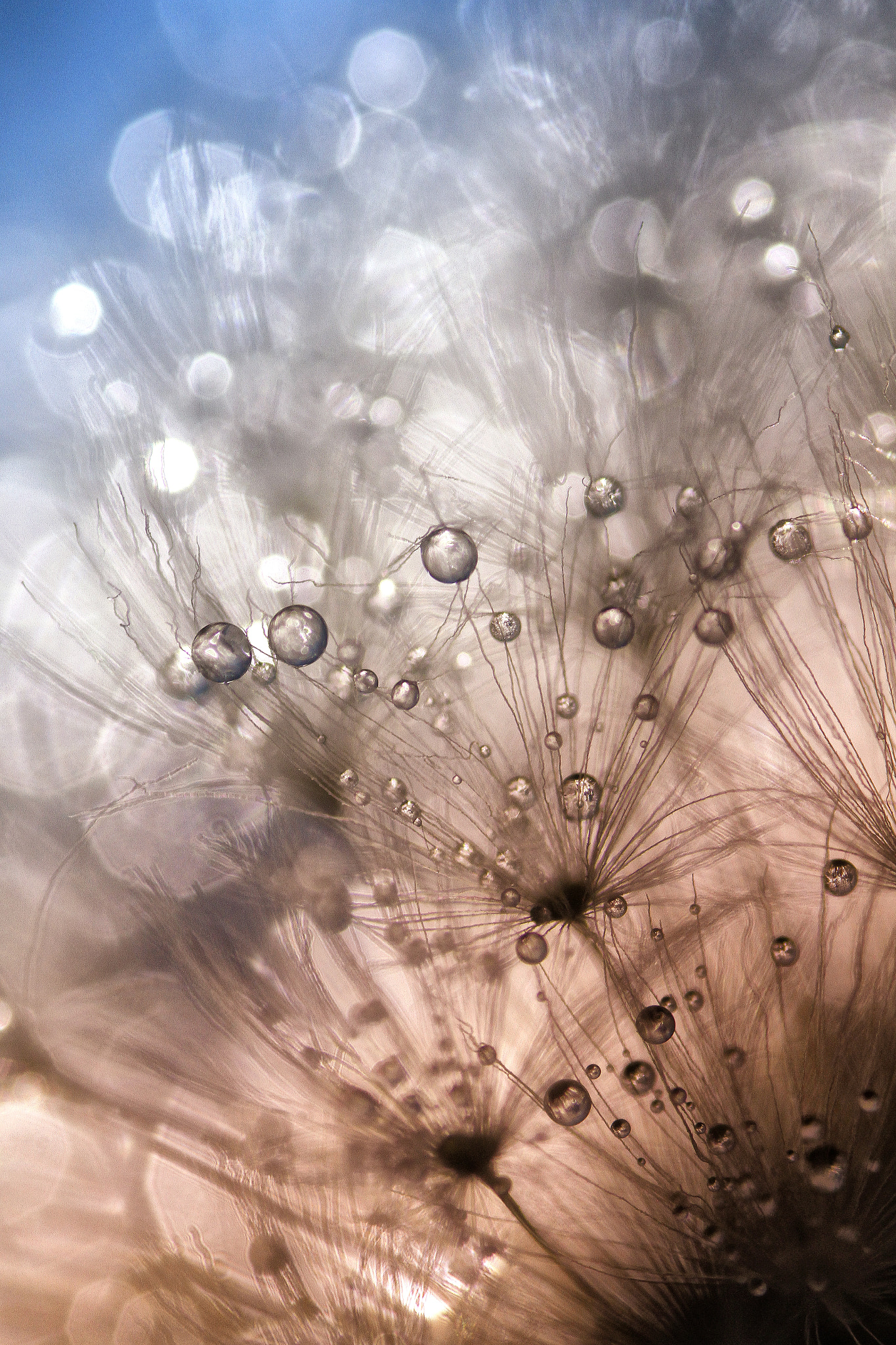 Canon EOS 7D + Canon EF 100mm F2.8 Macro USM sample photo. Dandelion pearls photography