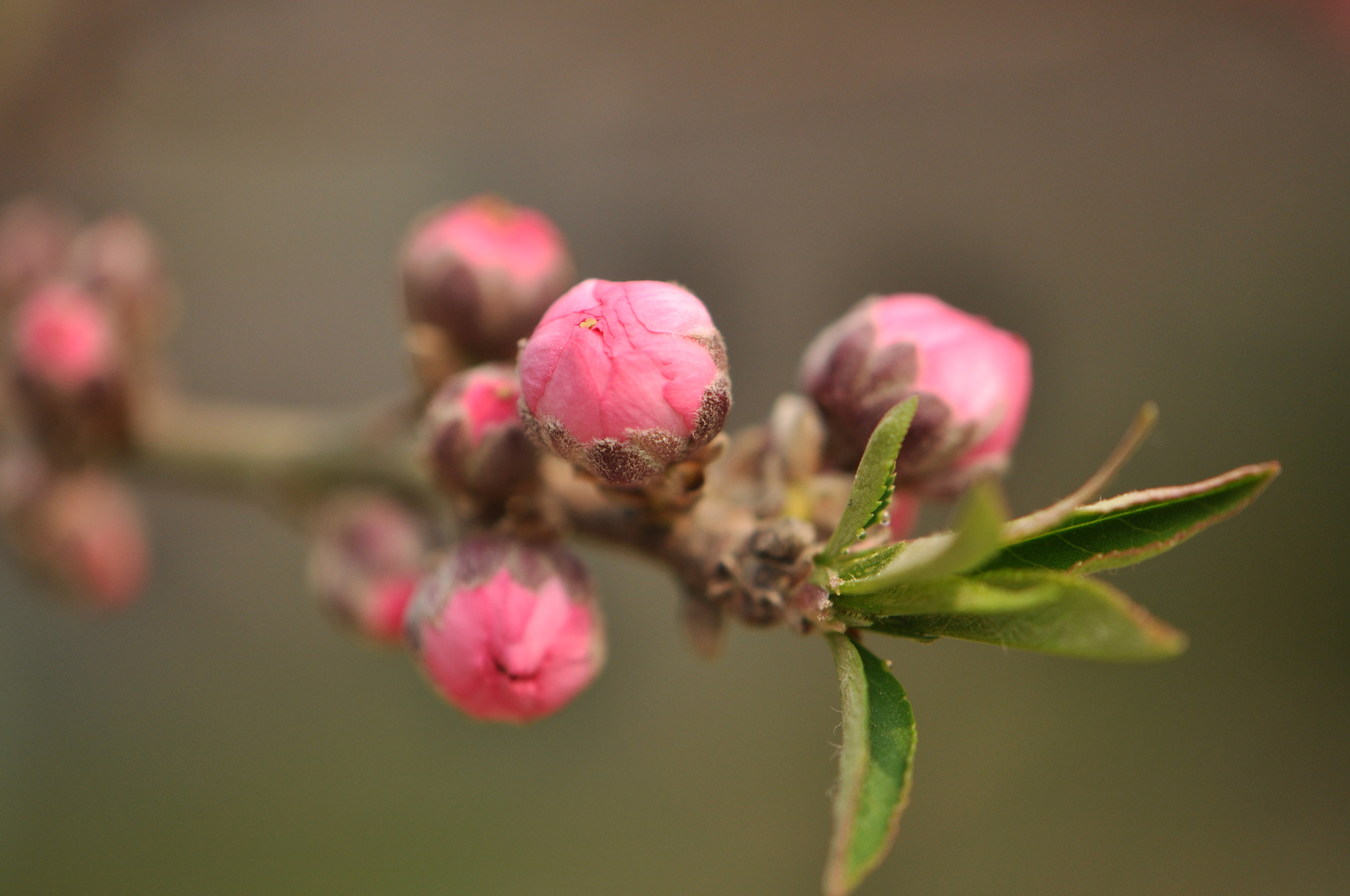 Nikon D90 + Nikon AF-S DX Micro-Nikkor 85mm F3.5G ED VR sample photo. Flora.spring.pink.flower photography