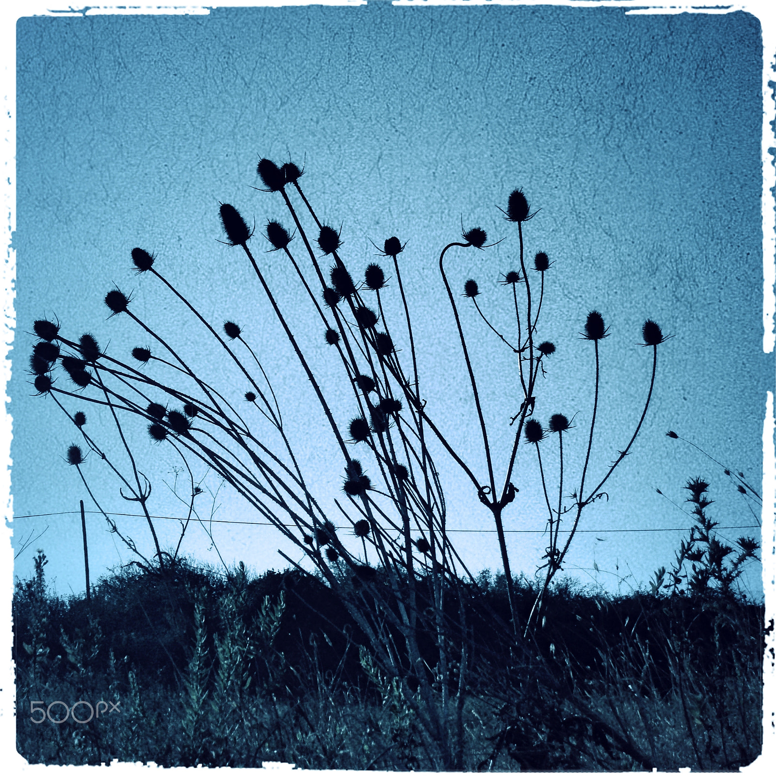 Olympus u760,S760 sample photo. Wild bouquet iii photography