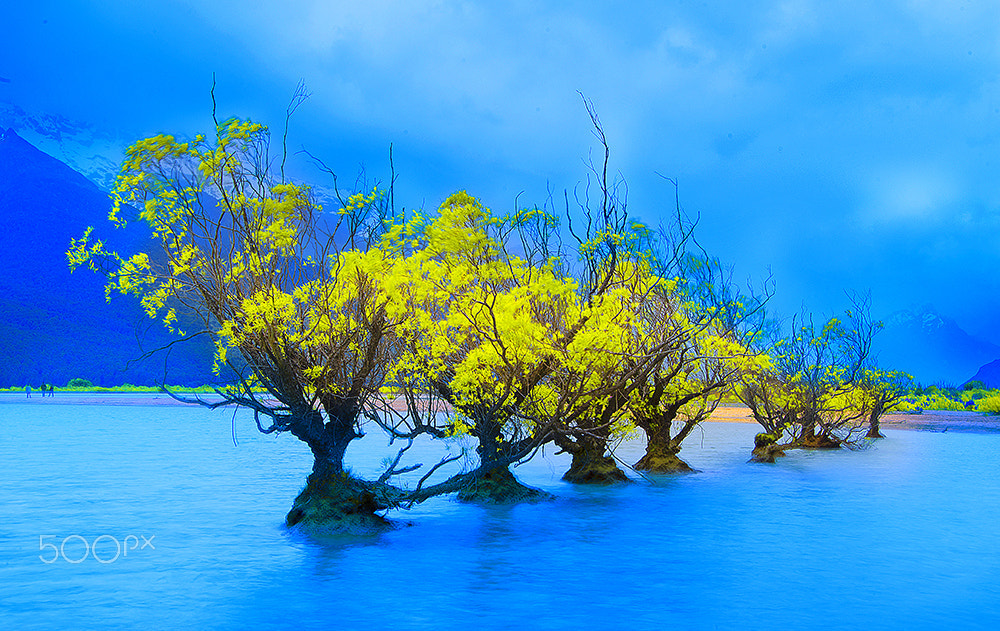 Nikon D3 sample photo. Trees in the water photography