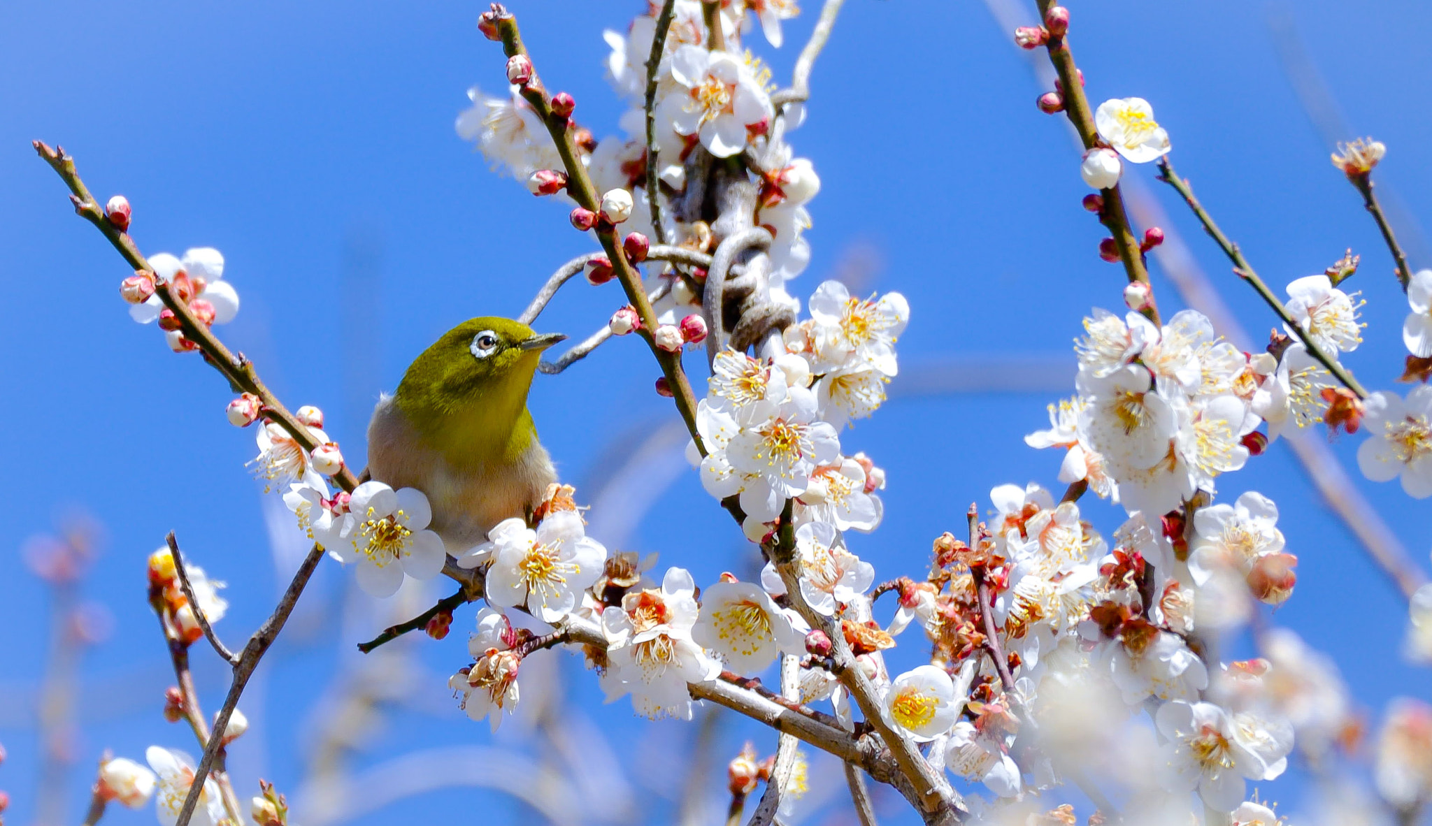 Sigma 150-600mm F5-6.3 DG OS HSM | C sample photo. Zosterops japonicus-plum blossom photography