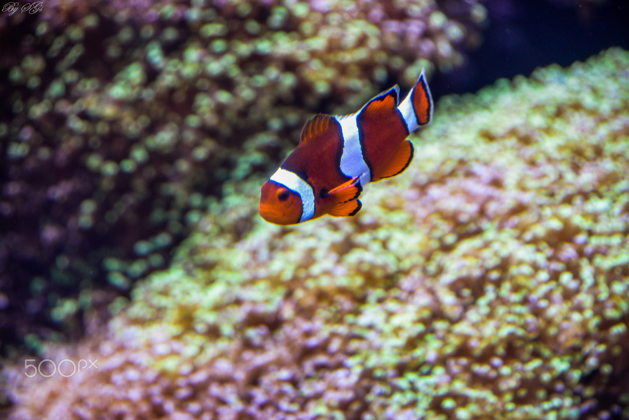 Nemo caught in Spot light