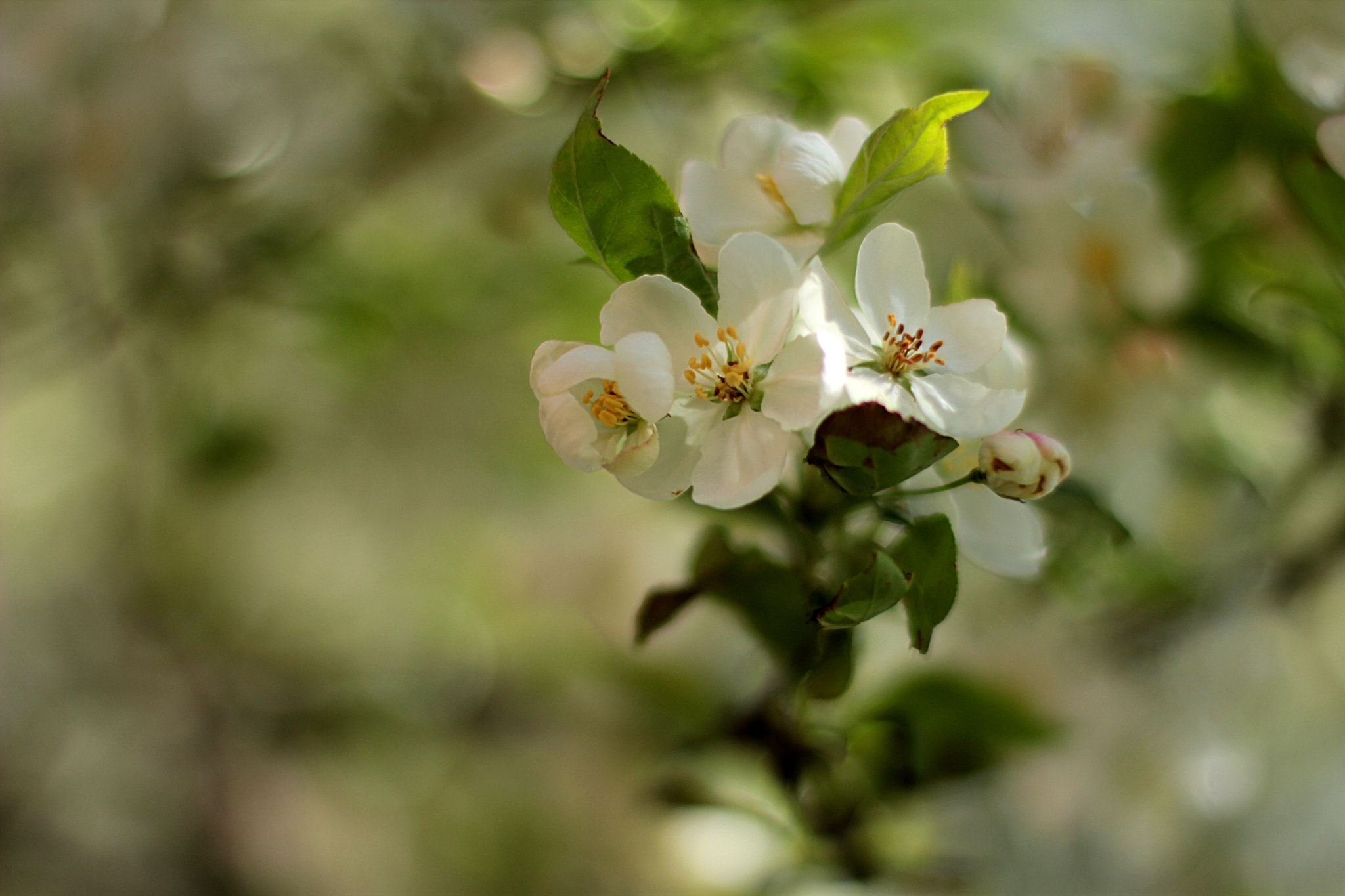 Canon EOS 550D (EOS Rebel T2i / EOS Kiss X4) + Canon EF 50mm F1.4 USM sample photo. Springtime photography