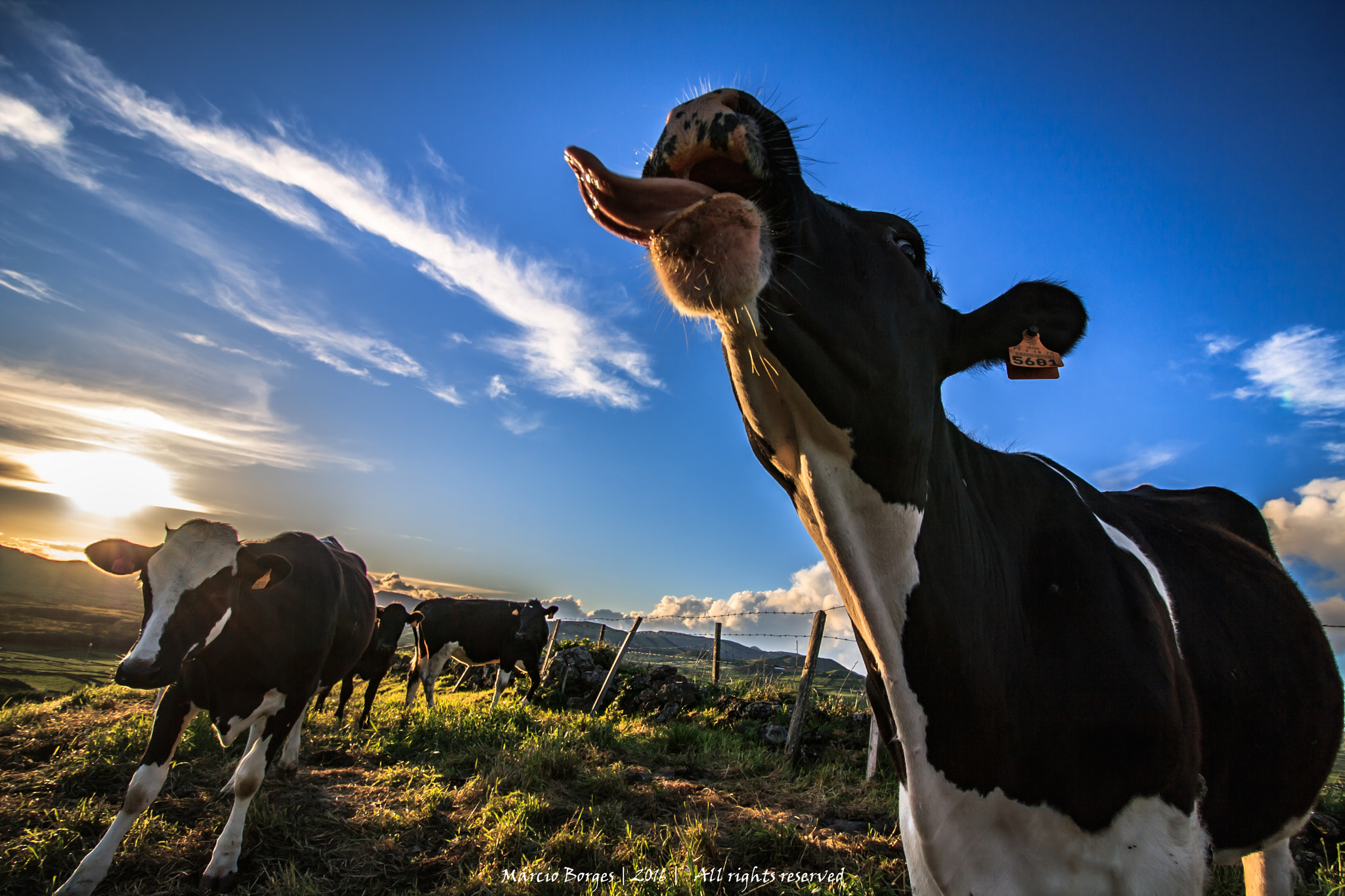 Canon EF-S 10-18mm F4.5–5.6 IS STM sample photo. Crazy cow!! photography