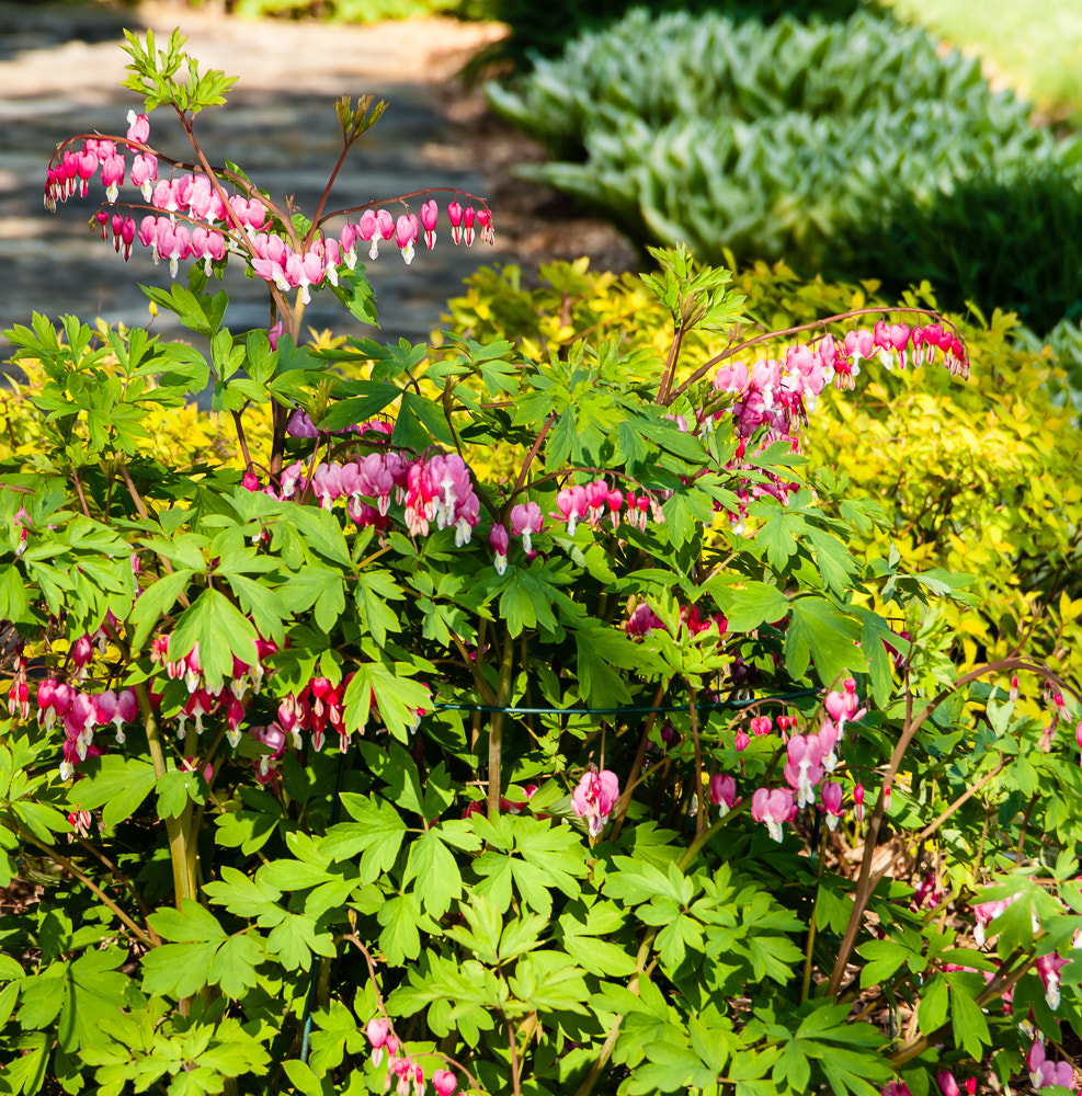 Pentax K20D sample photo. Spring morning photography