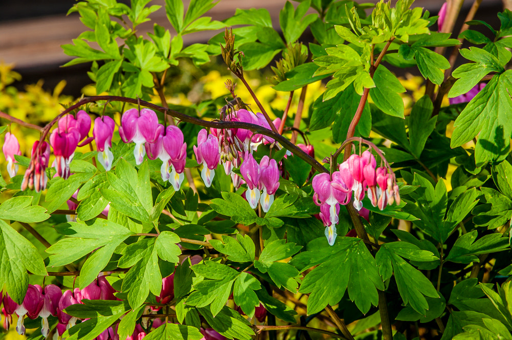 Pentax K20D sample photo. Spring morning photography