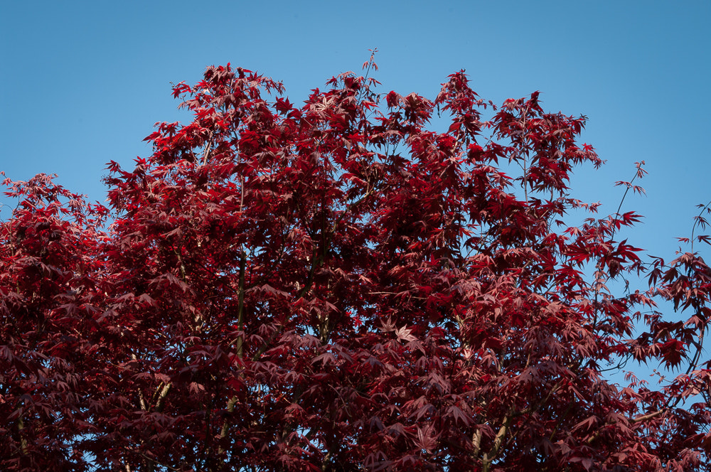 Pentax K20D sample photo. Spring morning photography