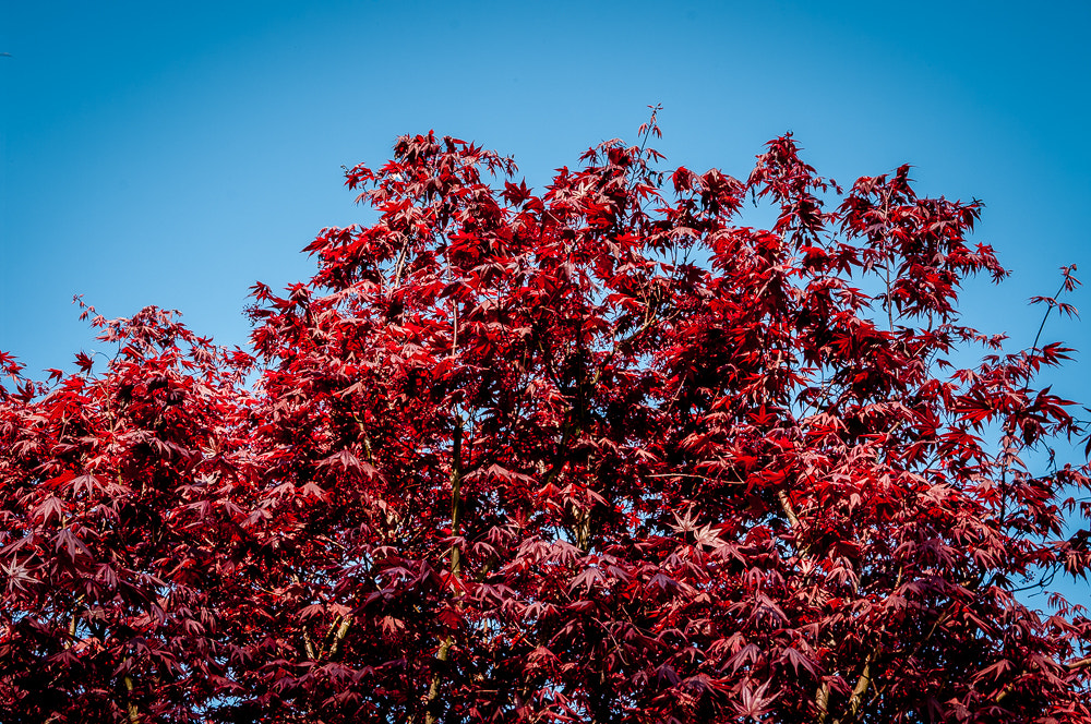 Pentax K20D sample photo. Spring morning photography