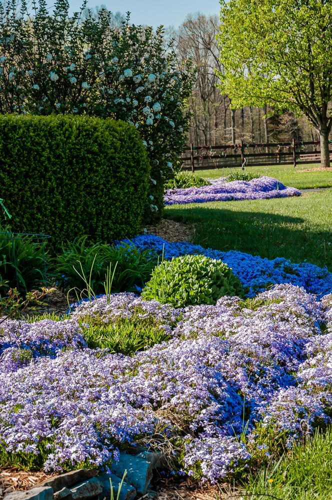Pentax K20D sample photo. Spring morning photography