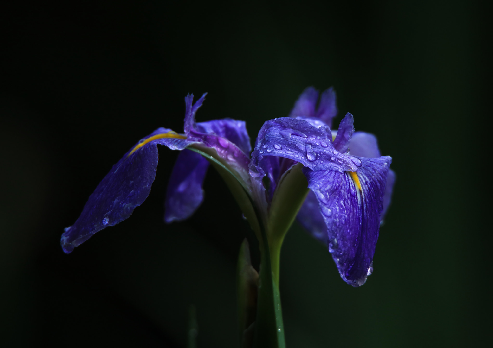 Tamron SP 150-600mm F5-6.3 Di VC USD sample photo. Purple photography