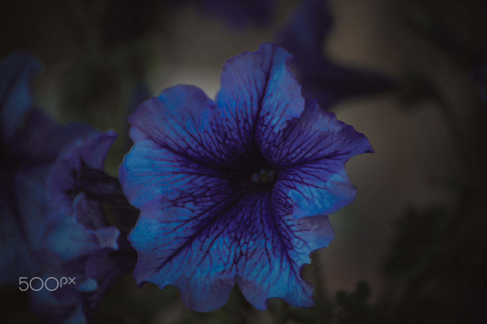 Tamron SP 35mm F1.8 Di VC USD sample photo. Petunia 8 photography